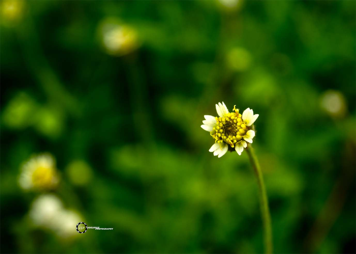 Nikon D3300 + Sigma 50mm F2.8 EX DG Macro sample photo. Tridax  photography