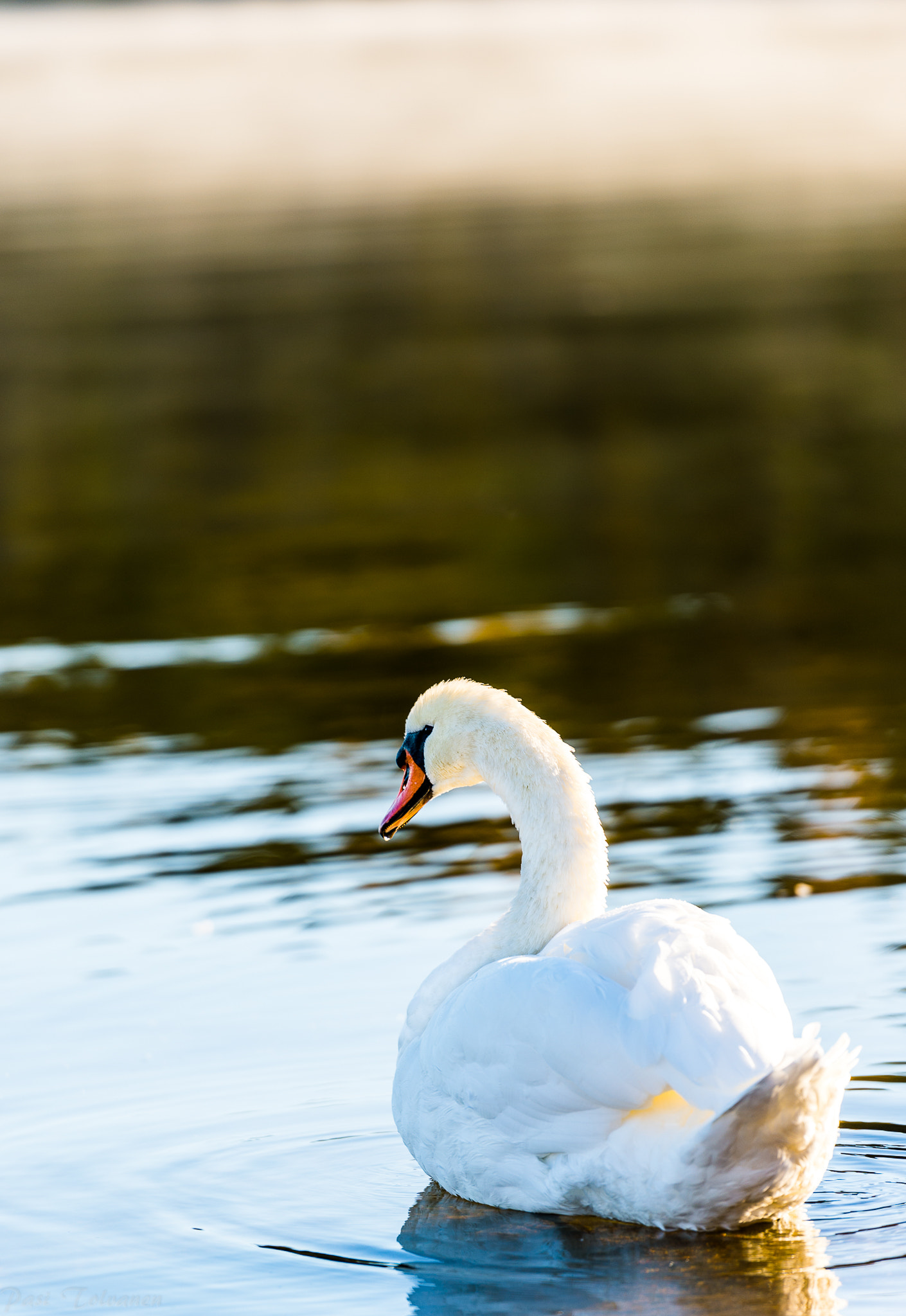 Nikon Df sample photo. Swan photography