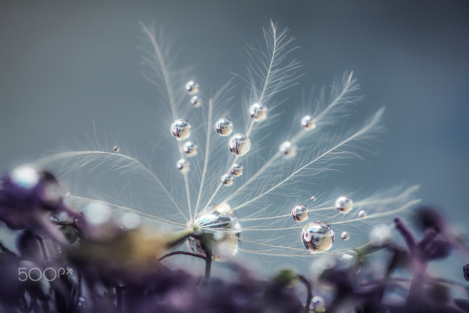 Canon EF-S 60mm F2.8 Macro USM sample photo. Silver drops photography