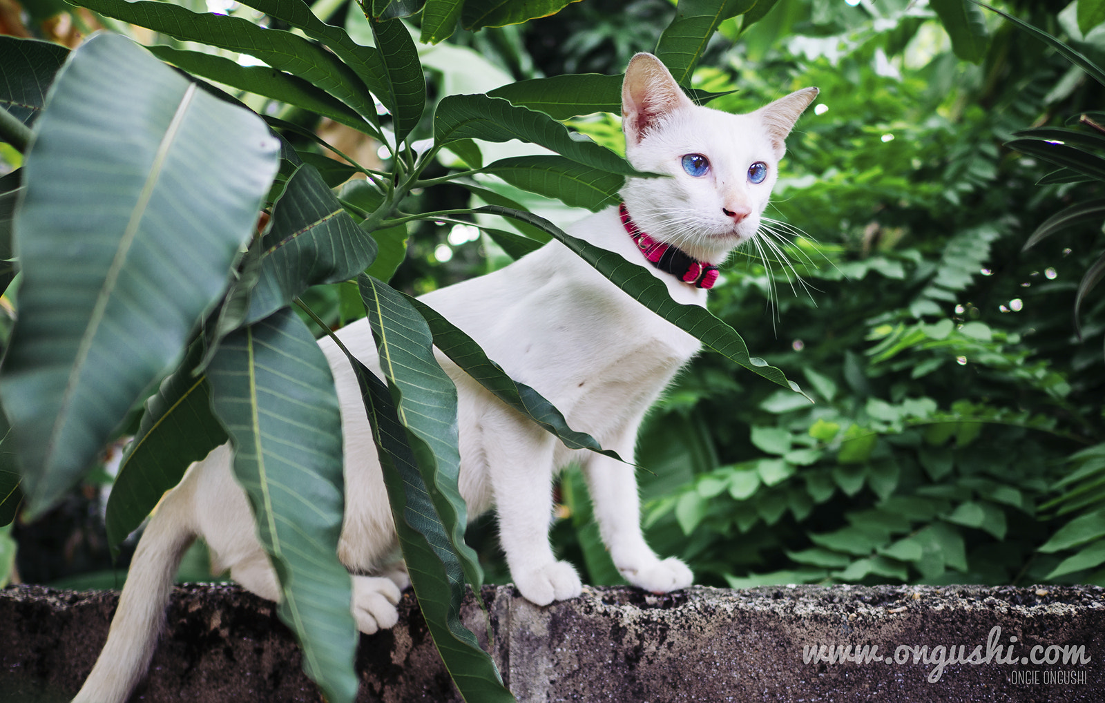 Olympus OM-D E-M10 II + LEICA DG SUMMILUX 15/F1.7 sample photo. Cat 158: mango meaw photography