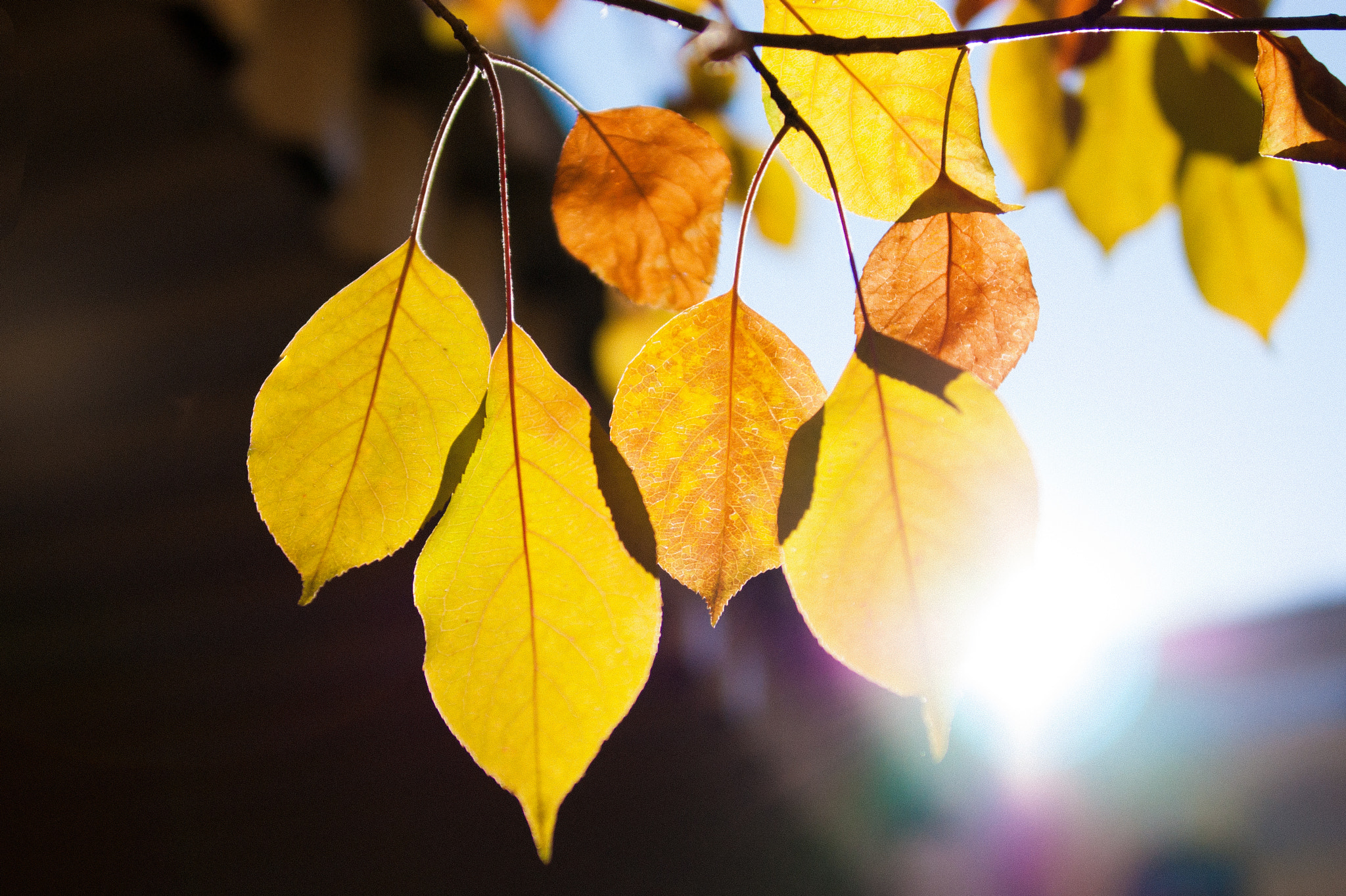 Sony Alpha DSLR-A350 sample photo. Autumn photography