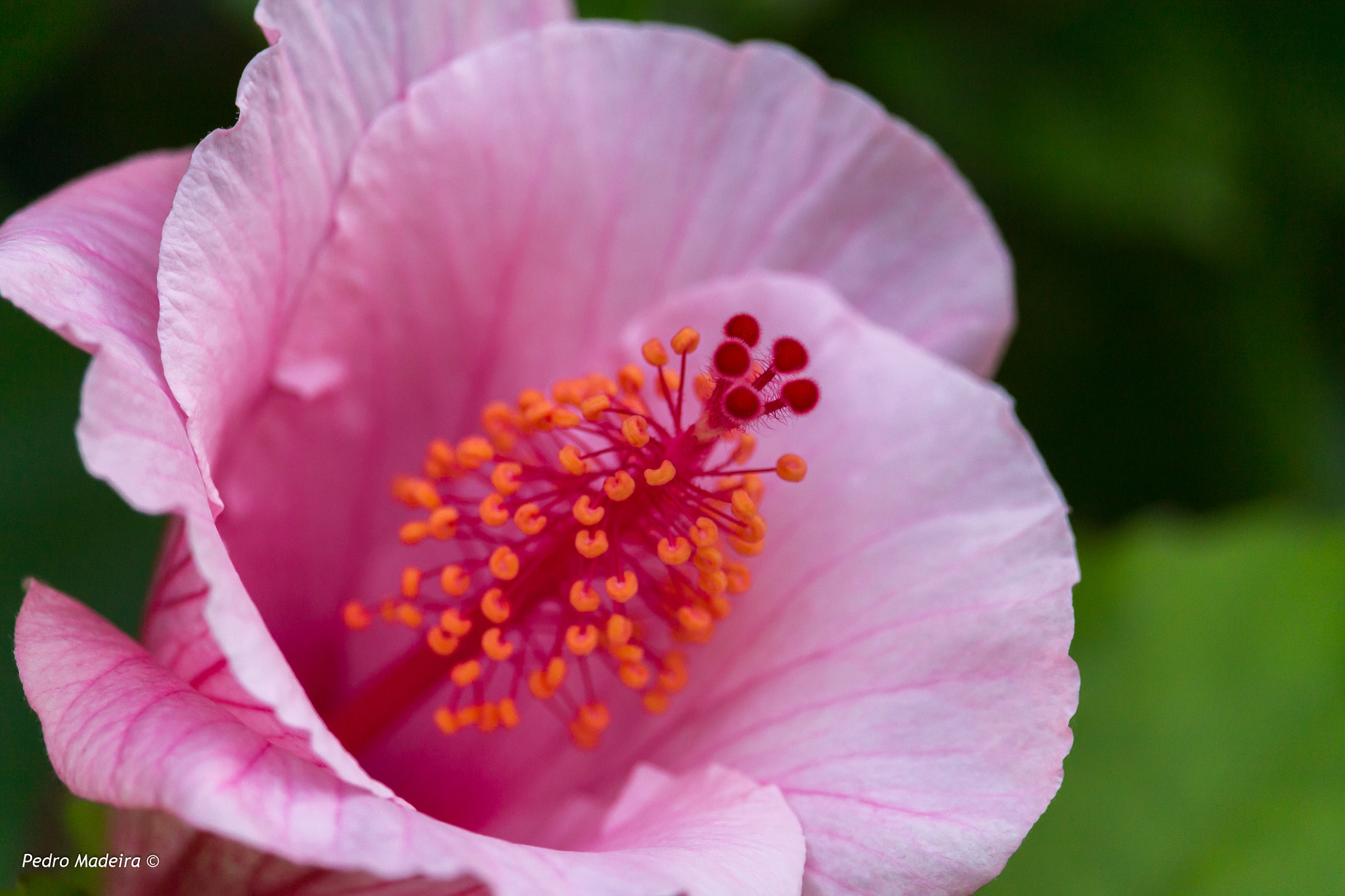 Canon EF-S 55-250mm F4-5.6 IS STM sample photo. Hibiscus? photography