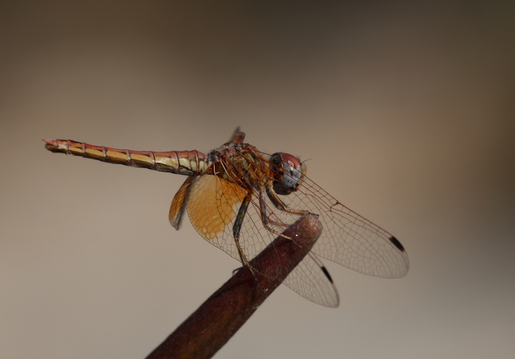 Tamron SP AF 180mm F3.5 Di LD (IF) Macro sample photo. Red veined darter photography