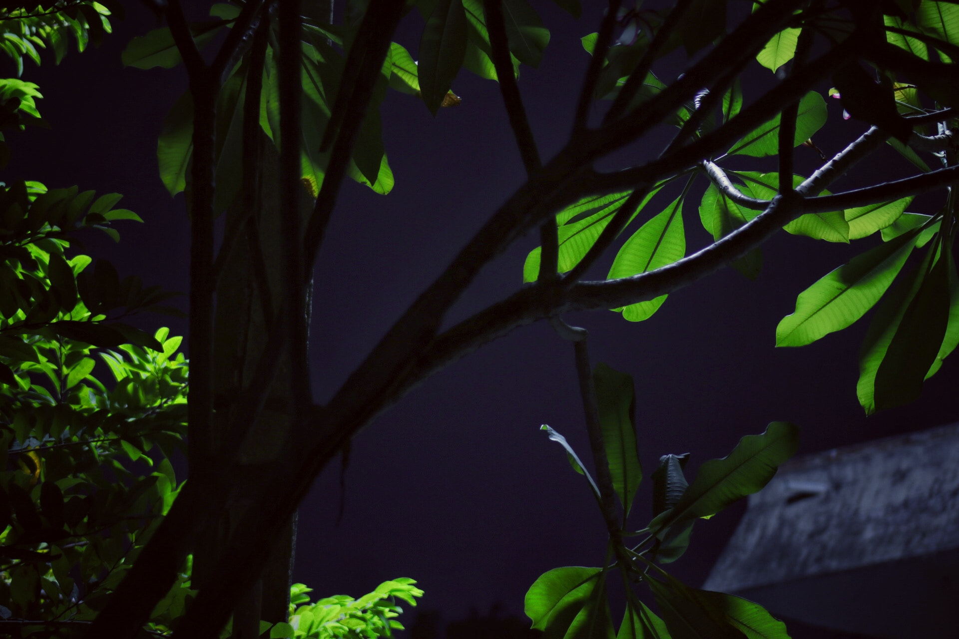 Canon EOS 80D + EF75-300mm f/4-5.6 sample photo. A calm and quiet night. the drizzling wasn't heavy ... photography