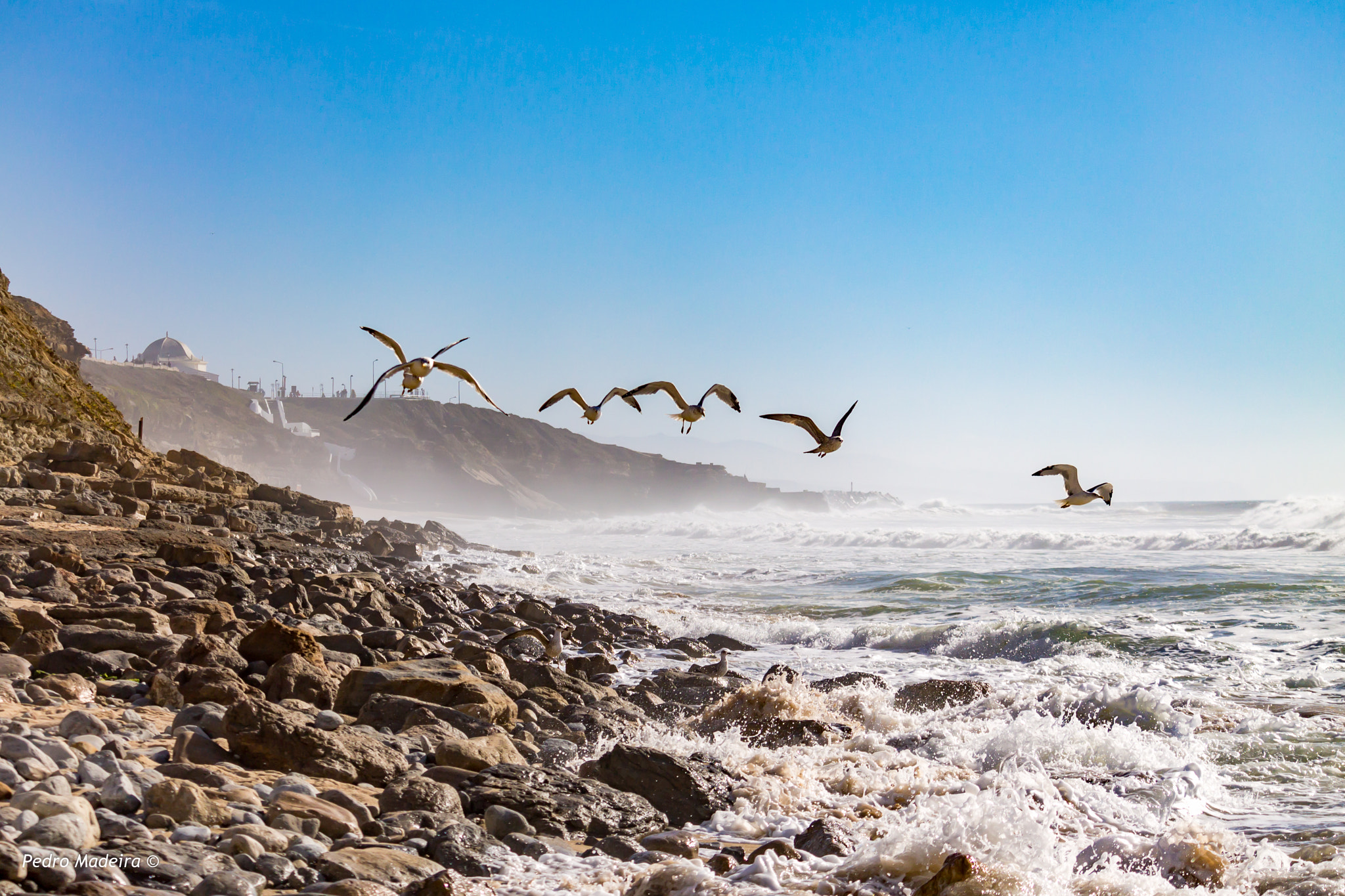 Canon EF-S 55-250mm F4-5.6 IS STM sample photo. Seagull beach photography