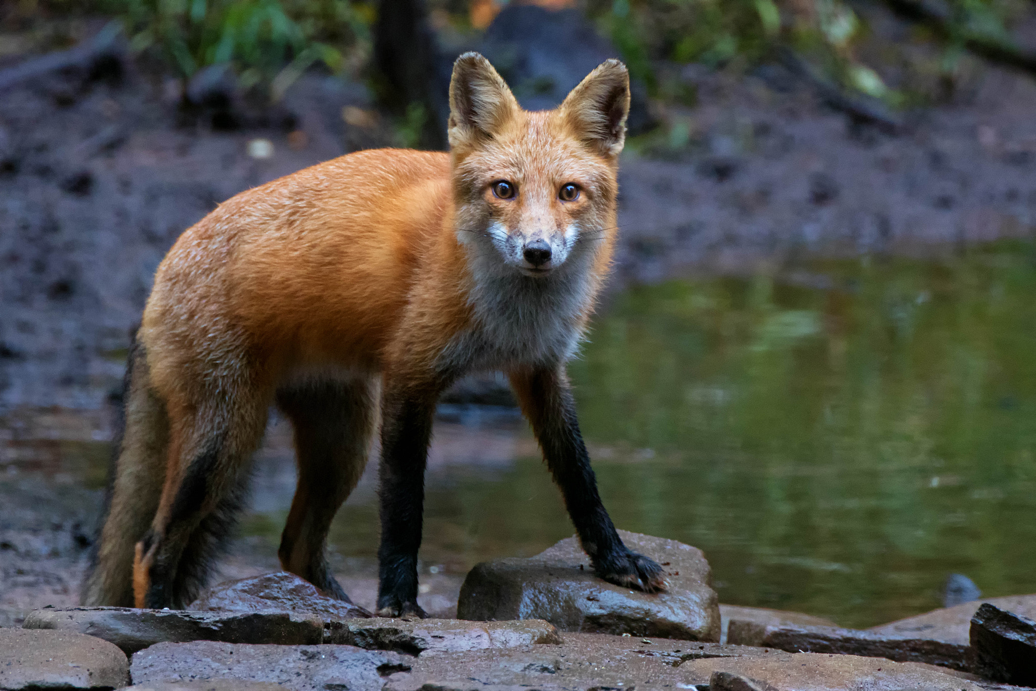 Canon EF 500mm F4L IS USM sample photo. Patches on stone photography