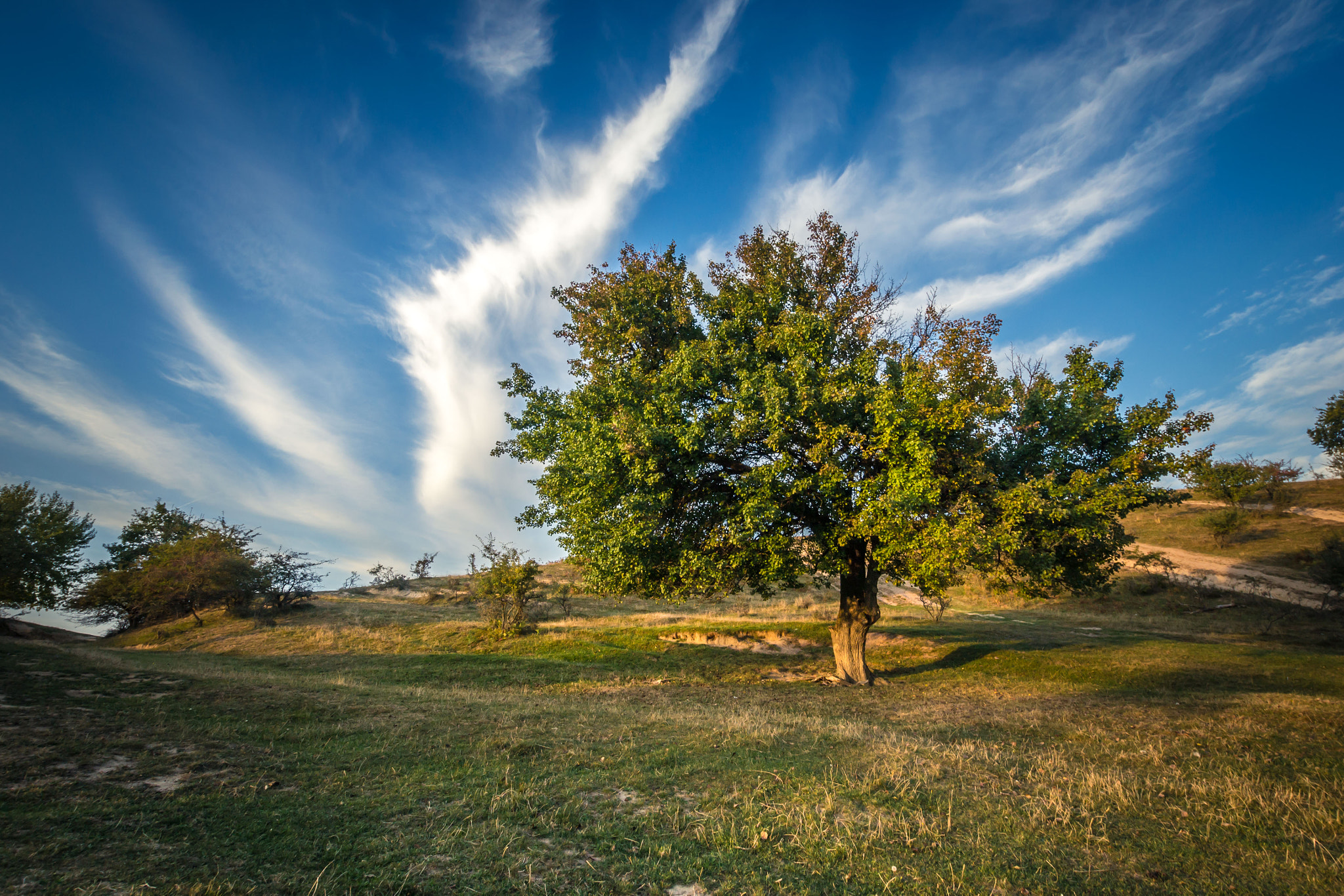 Nikon D3100 + Sigma 10-20mm F3.5 EX DC HSM sample photo. The tree photography