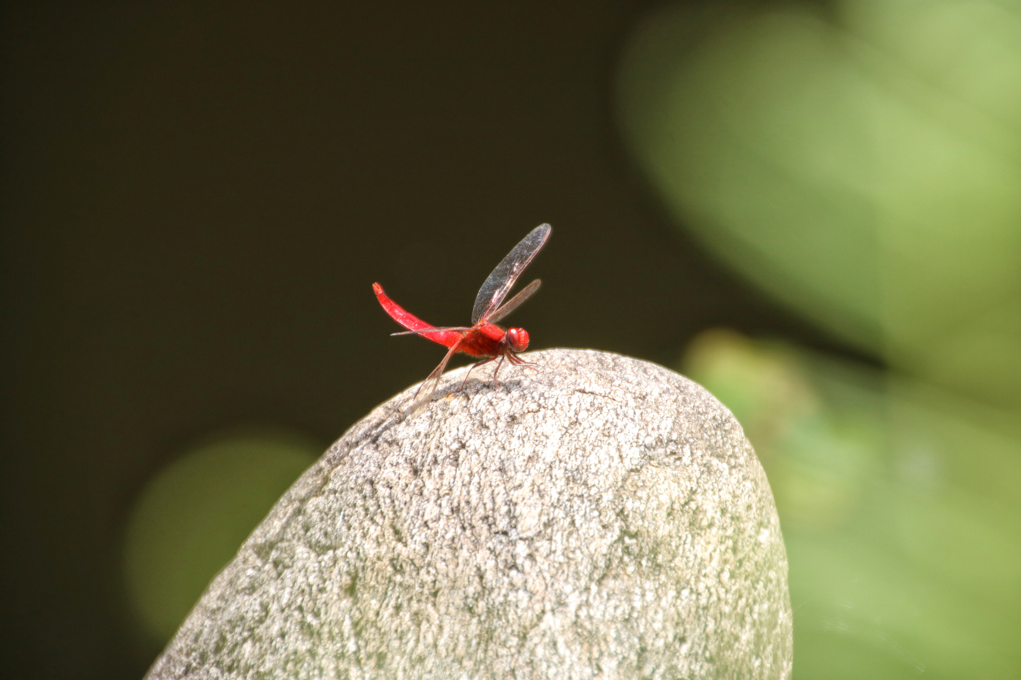 Canon EOS 750D (EOS Rebel T6i / EOS Kiss X8i) + Canon 18-270mm sample photo. Red dragonfly light photography