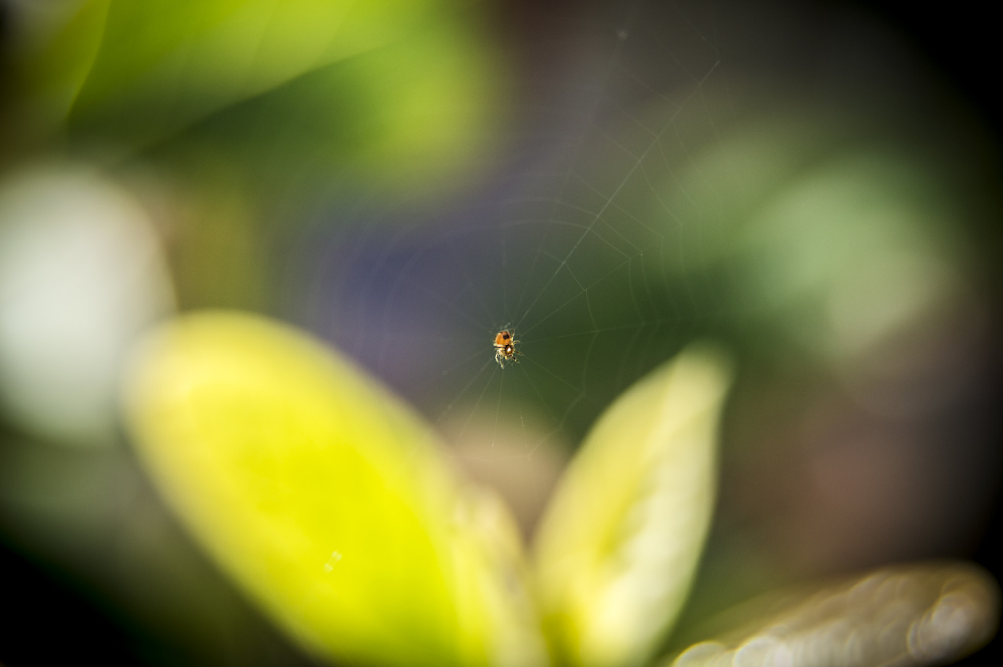 Nikon AF Nikkor 24-85mm F2.8-4D IF sample photo. Nano world photography