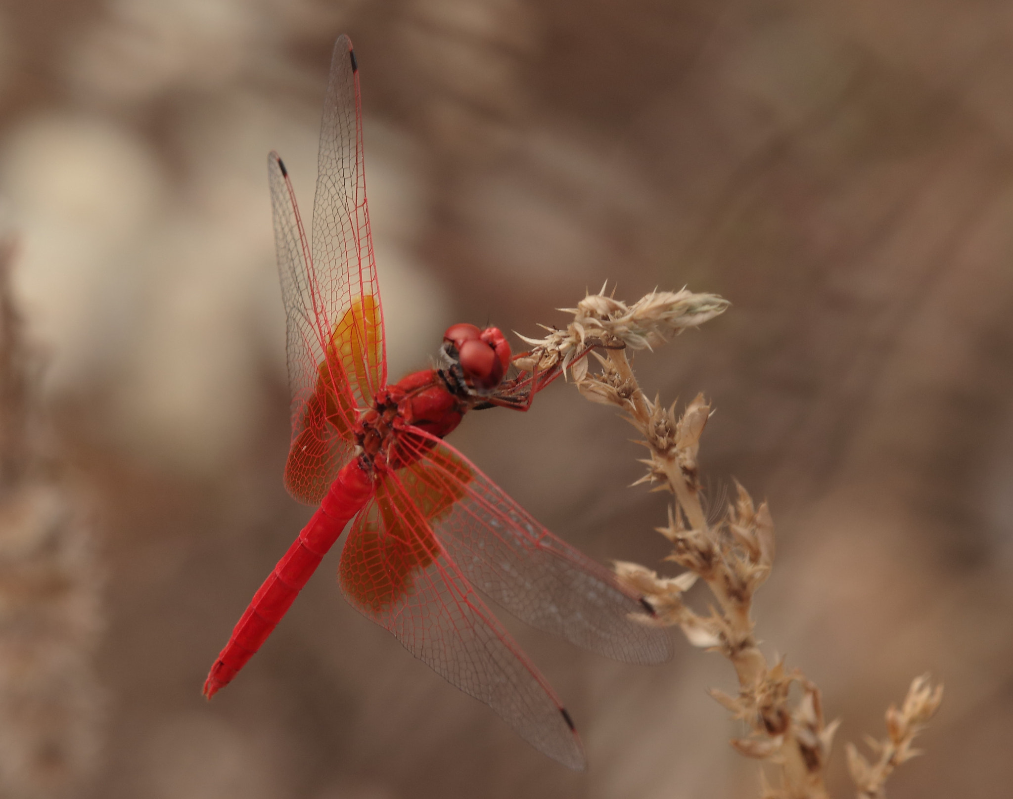 Canon EOS 70D + Tamron SP AF 180mm F3.5 Di LD (IF) Macro sample photo. Orange winged dropwing photography