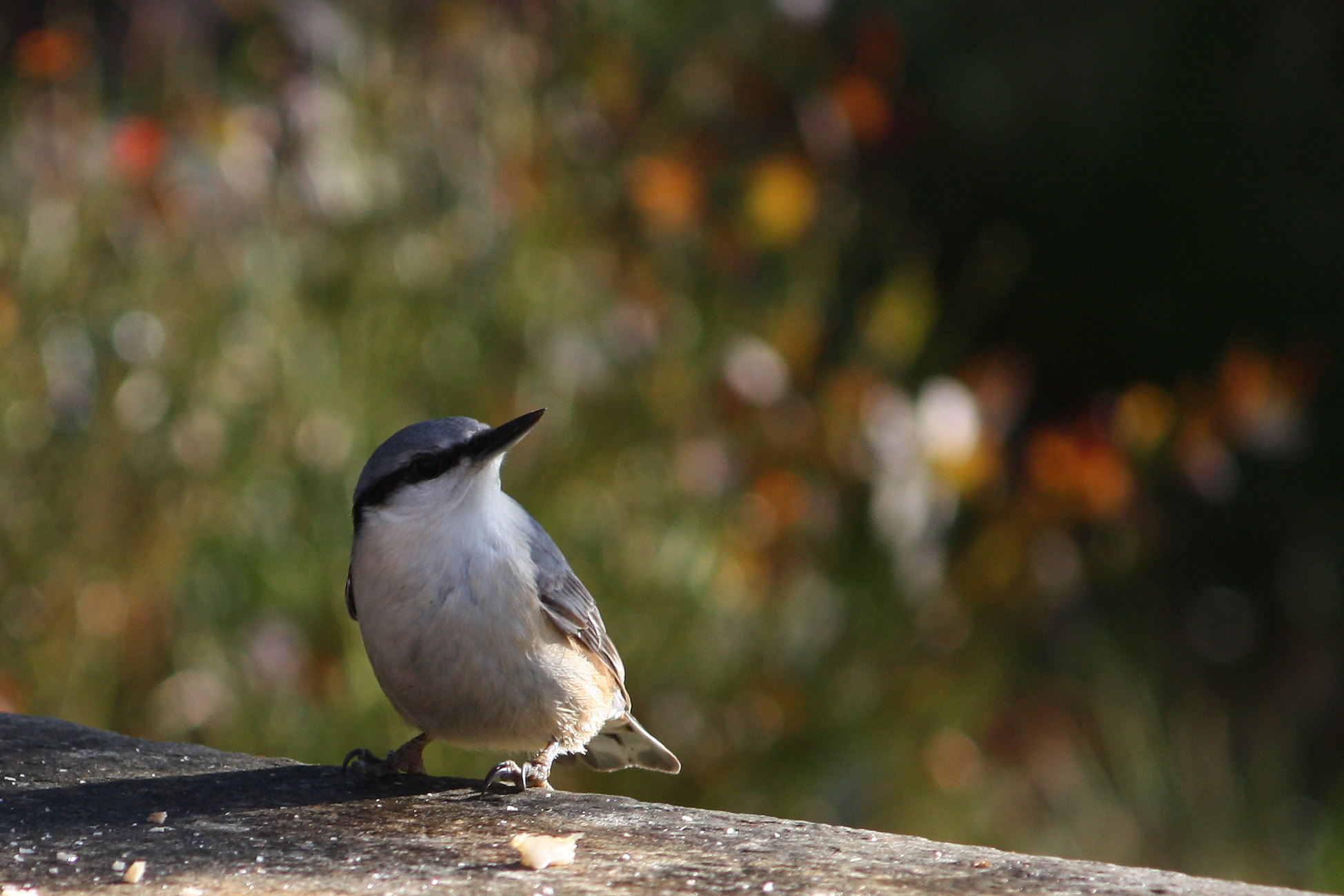 Canon EF-S 55-250mm F4-5.6 IS sample photo. Spettmeis photography