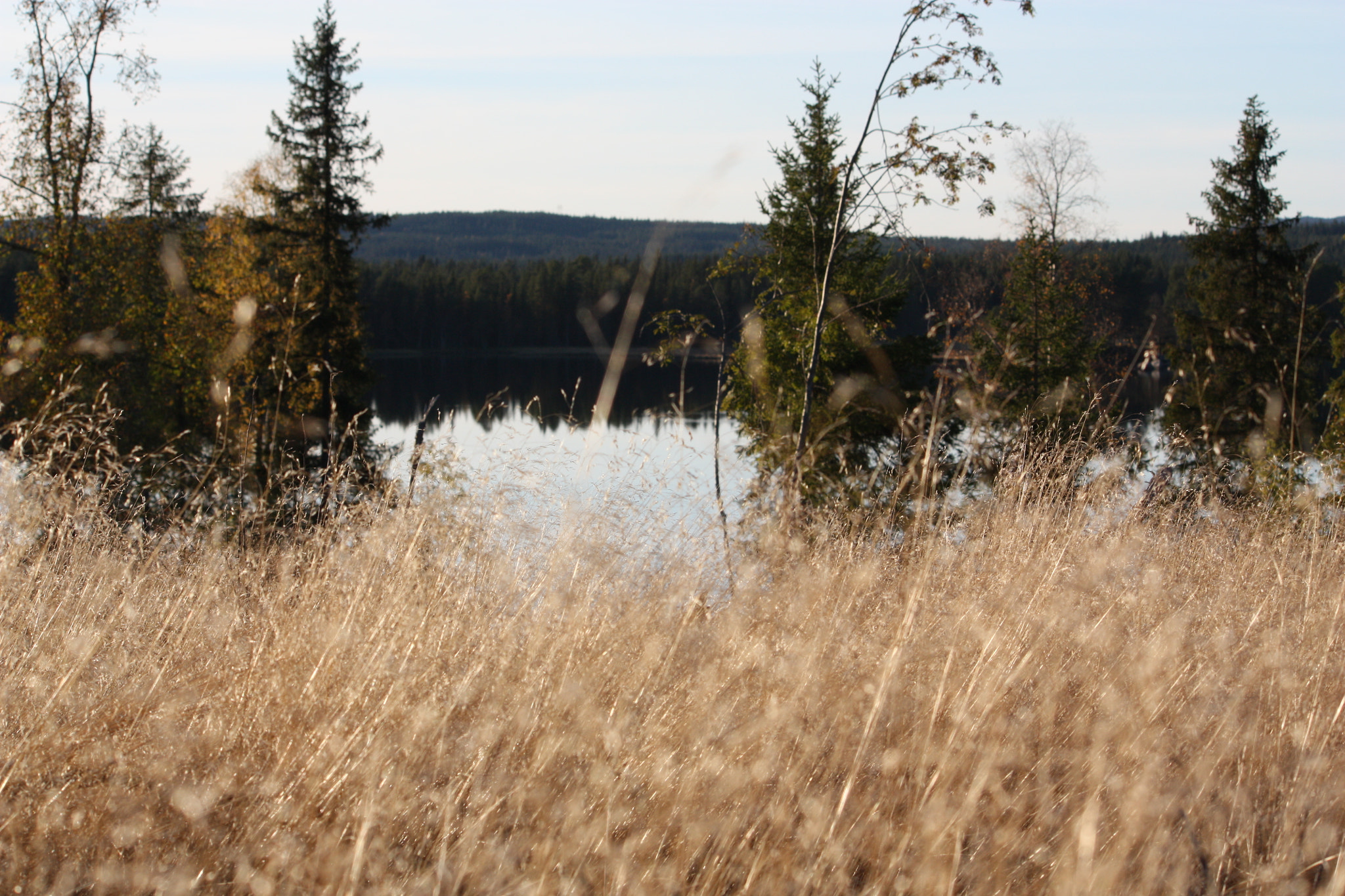 Canon EF-S 55-250mm F4-5.6 IS sample photo. Strå photography