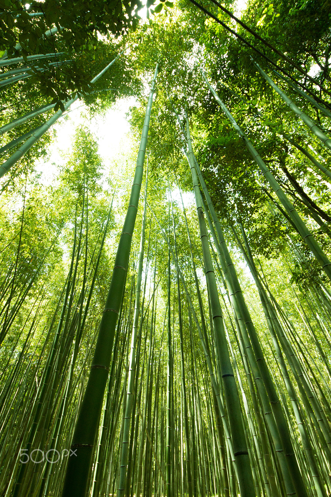 Sigma 8-16mm F4.5-5.6 DC HSM sample photo. Bamboo photography
