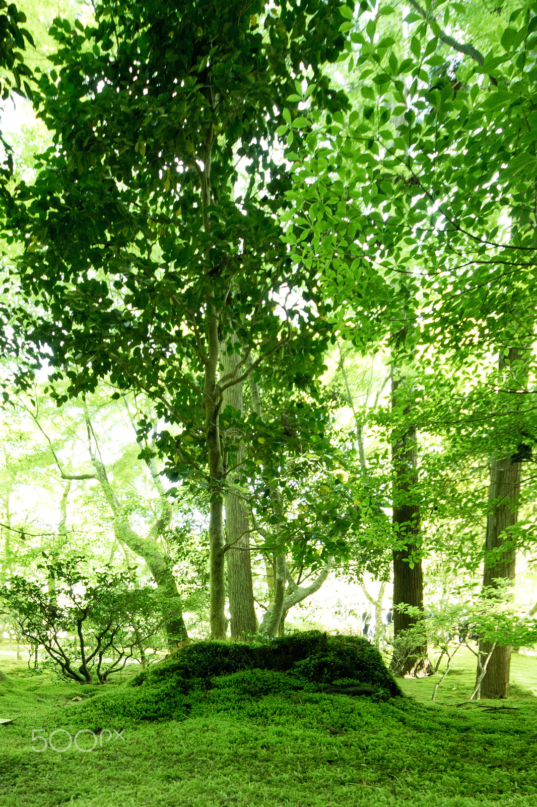 Sigma 8-16mm F4.5-5.6 DC HSM sample photo. Moss green photography