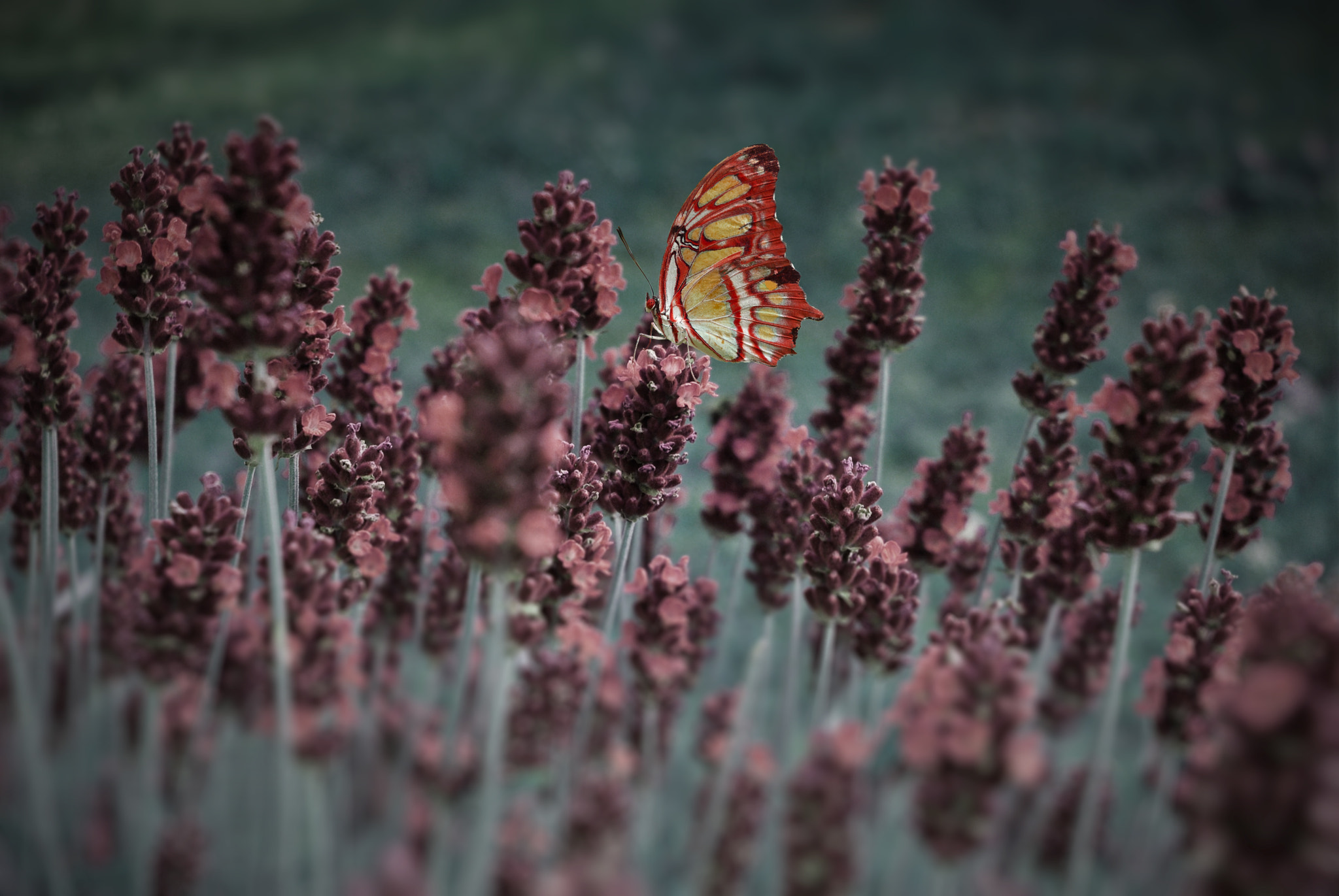 Pentax K-m (K2000) sample photo. Lavendel und schmetterling photography