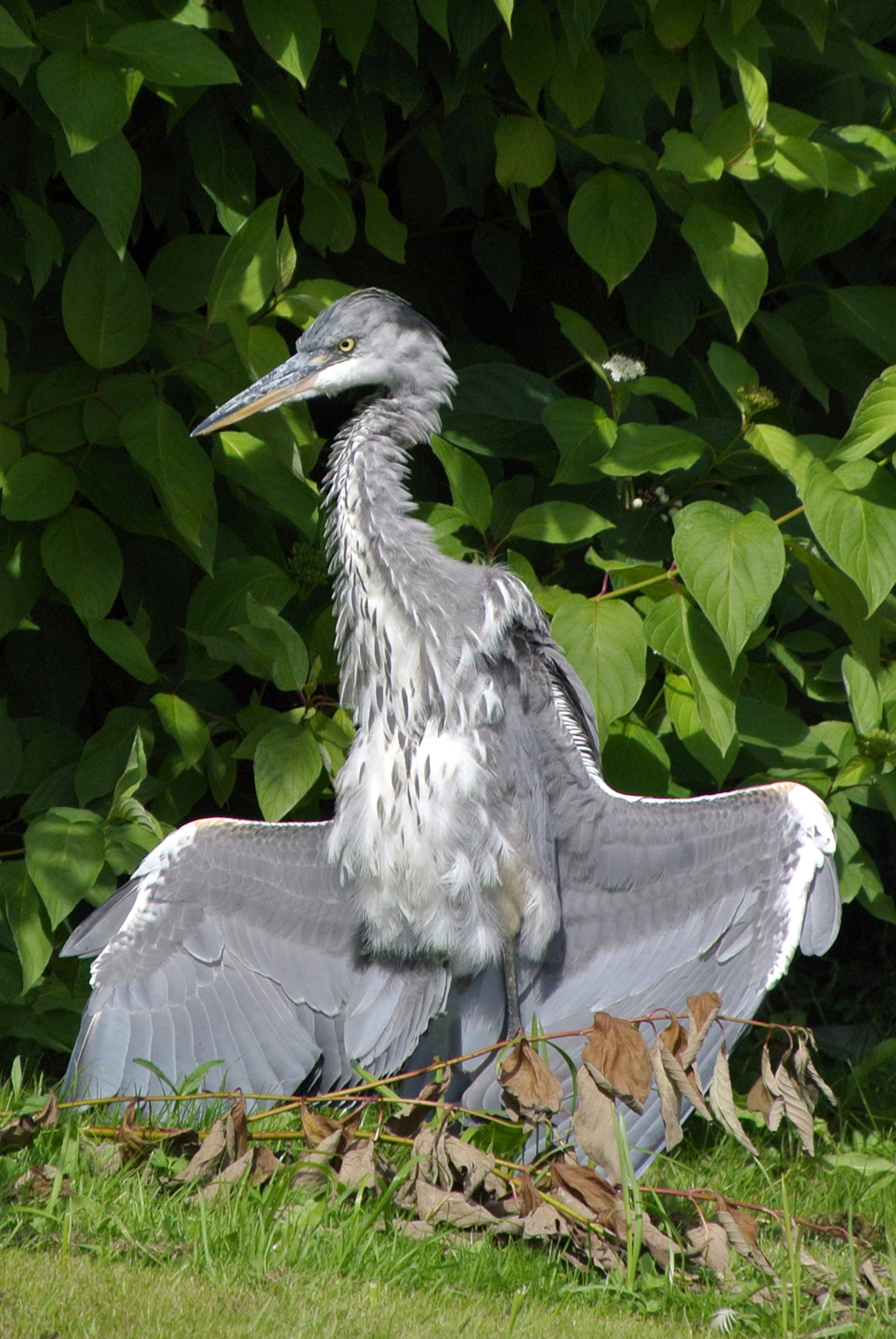 Nikon 1 V1 + 1 NIKKOR VR 10-100mm f/4-5.6 sample photo. Grey heron 1 photography