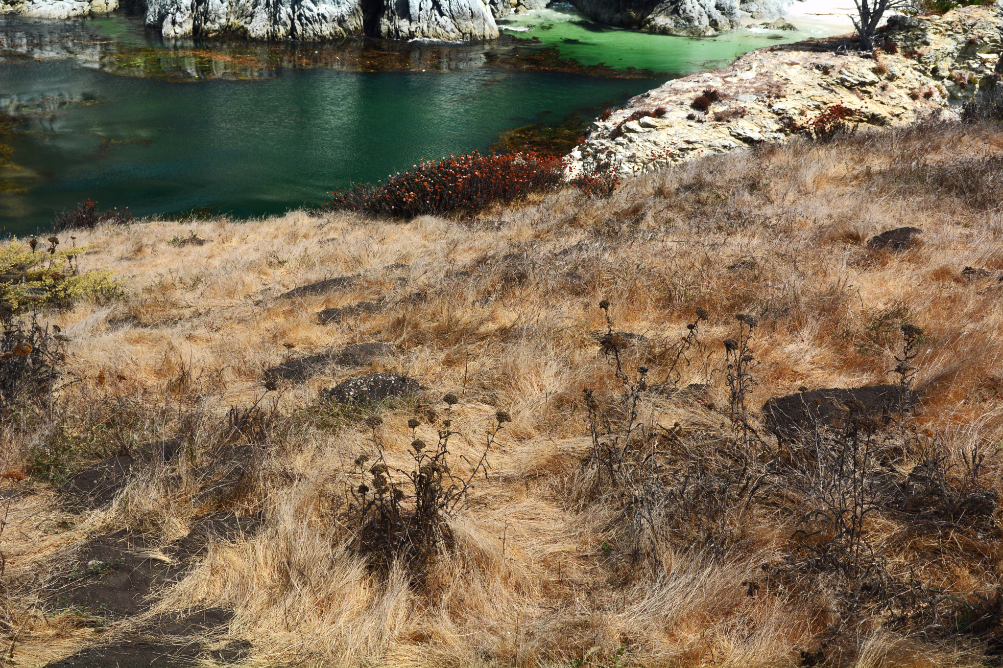 Nikon D7100 + Sigma 18-50mm F2.8 EX DC sample photo. Point lobos state reserve photography