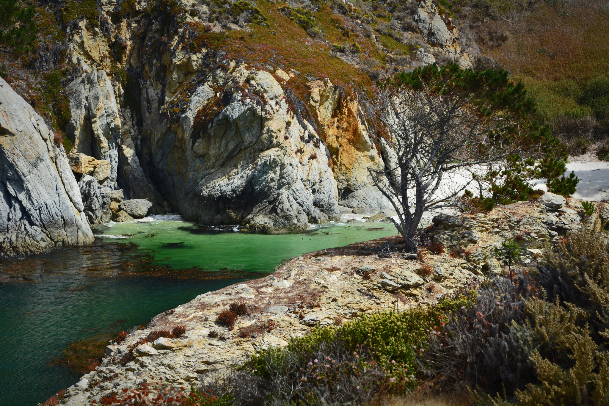 Nikon D7100 + Sigma 18-50mm F2.8 EX DC sample photo. Point lobos state reserve photography