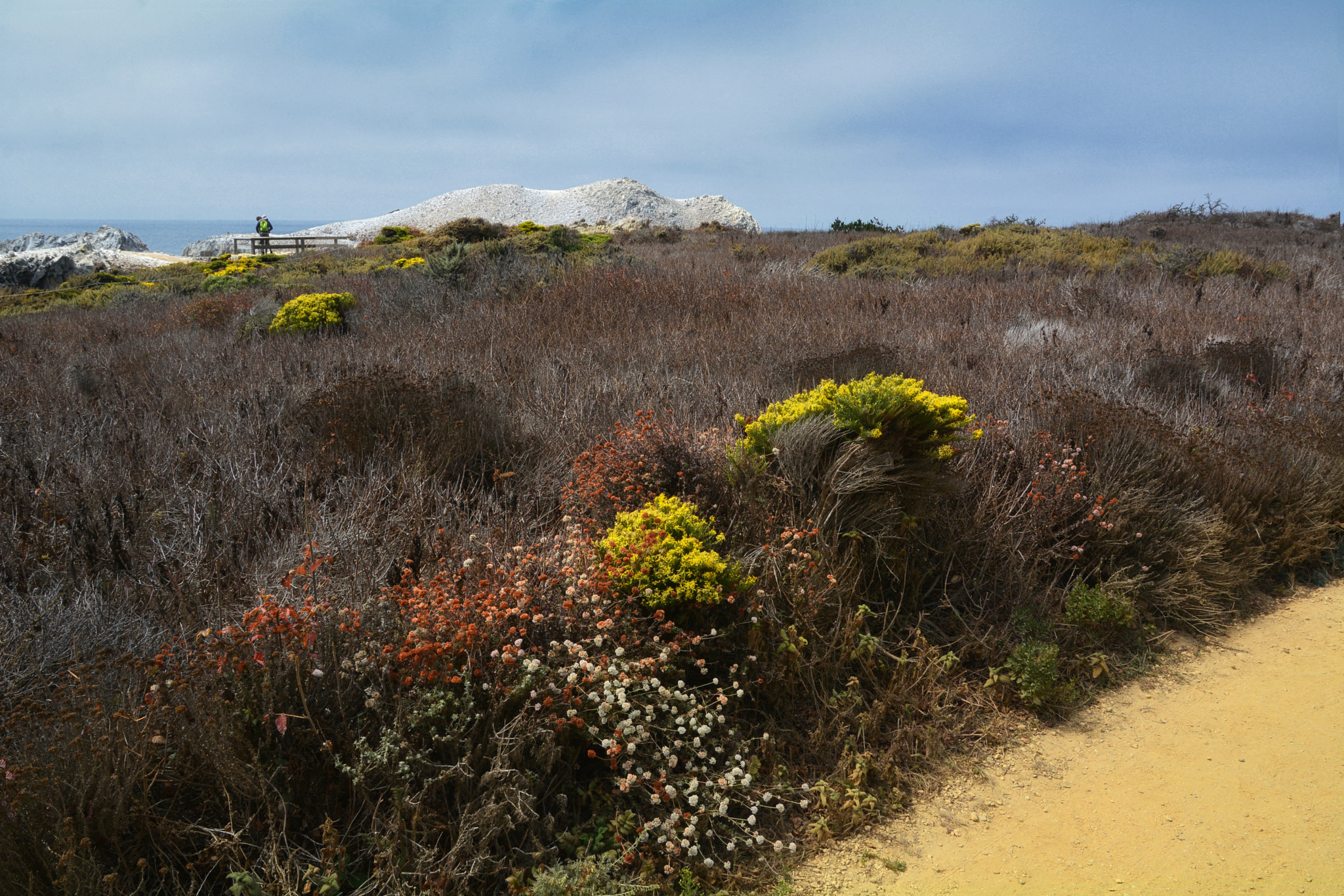 Nikon D7100 + Sigma 18-50mm F2.8 EX DC sample photo. Point lobos state reserve photography