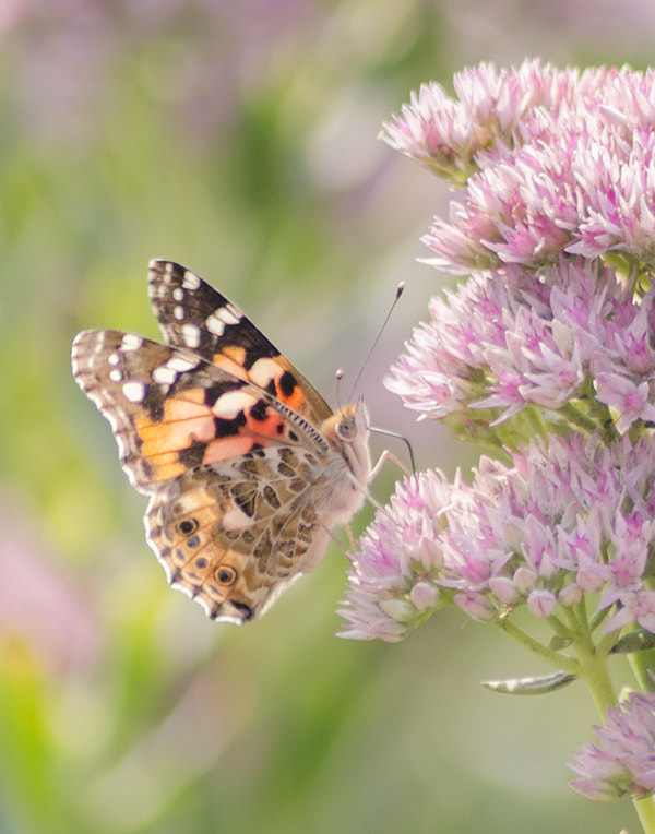 Nikon D7000 + Sigma 50-150mm F2.8 EX APO DC HSM II + 1.4x sample photo. 蝶恋花 photography