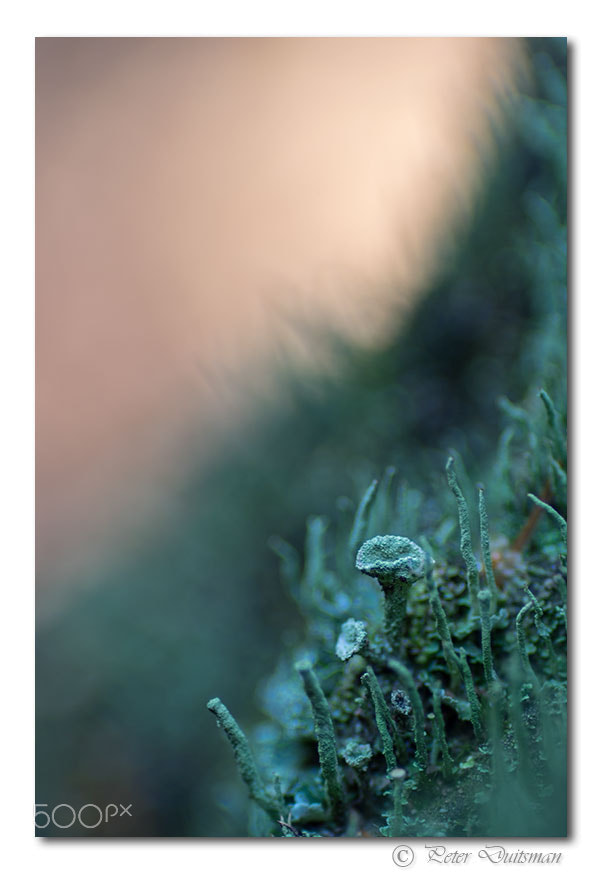 Pentax K-3 + A Series Lens sample photo. Cladonia fimbriata photography