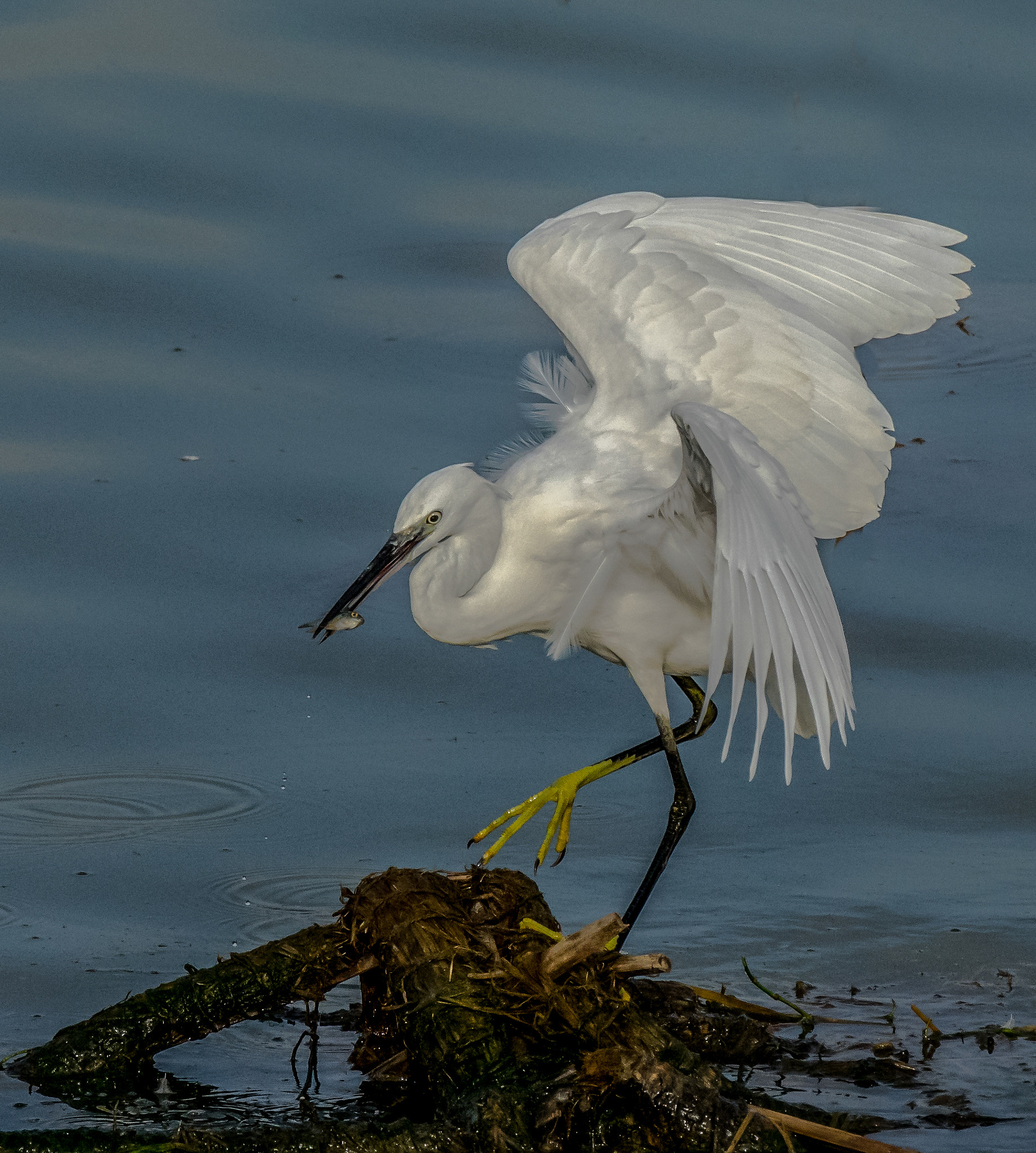 Nikon AF-S Nikkor 200-500mm F5.6E ED VR sample photo. Dance of delight ! photography