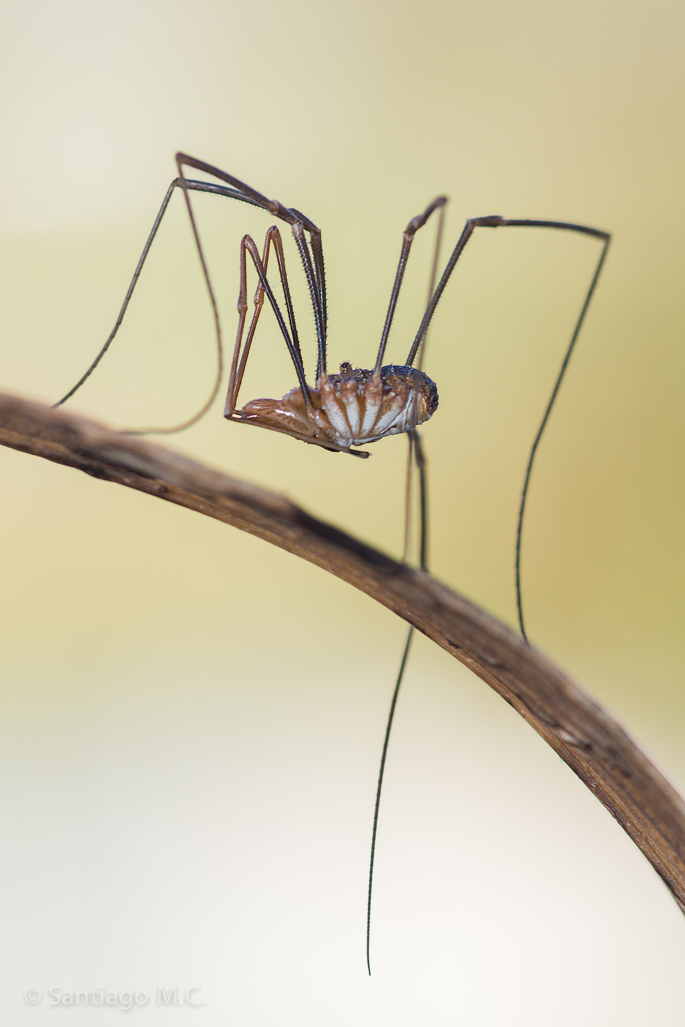 Sony SLT-A77 + Sony 100mm F2.8 Macro sample photo. Phalangium opilio... macho photography