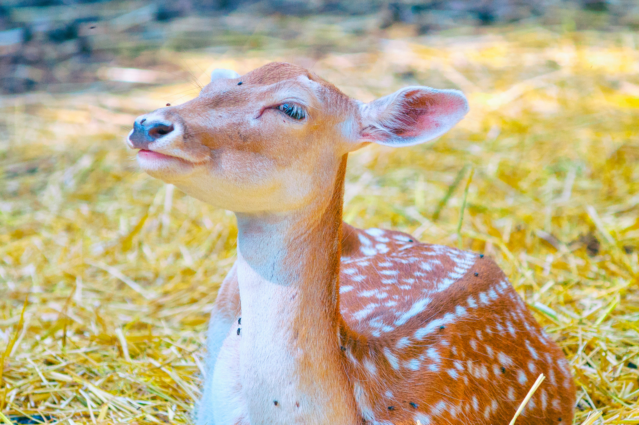 Nikon AF-Nikkor 80-200mm F2.8D ED sample photo. Whitetail photography