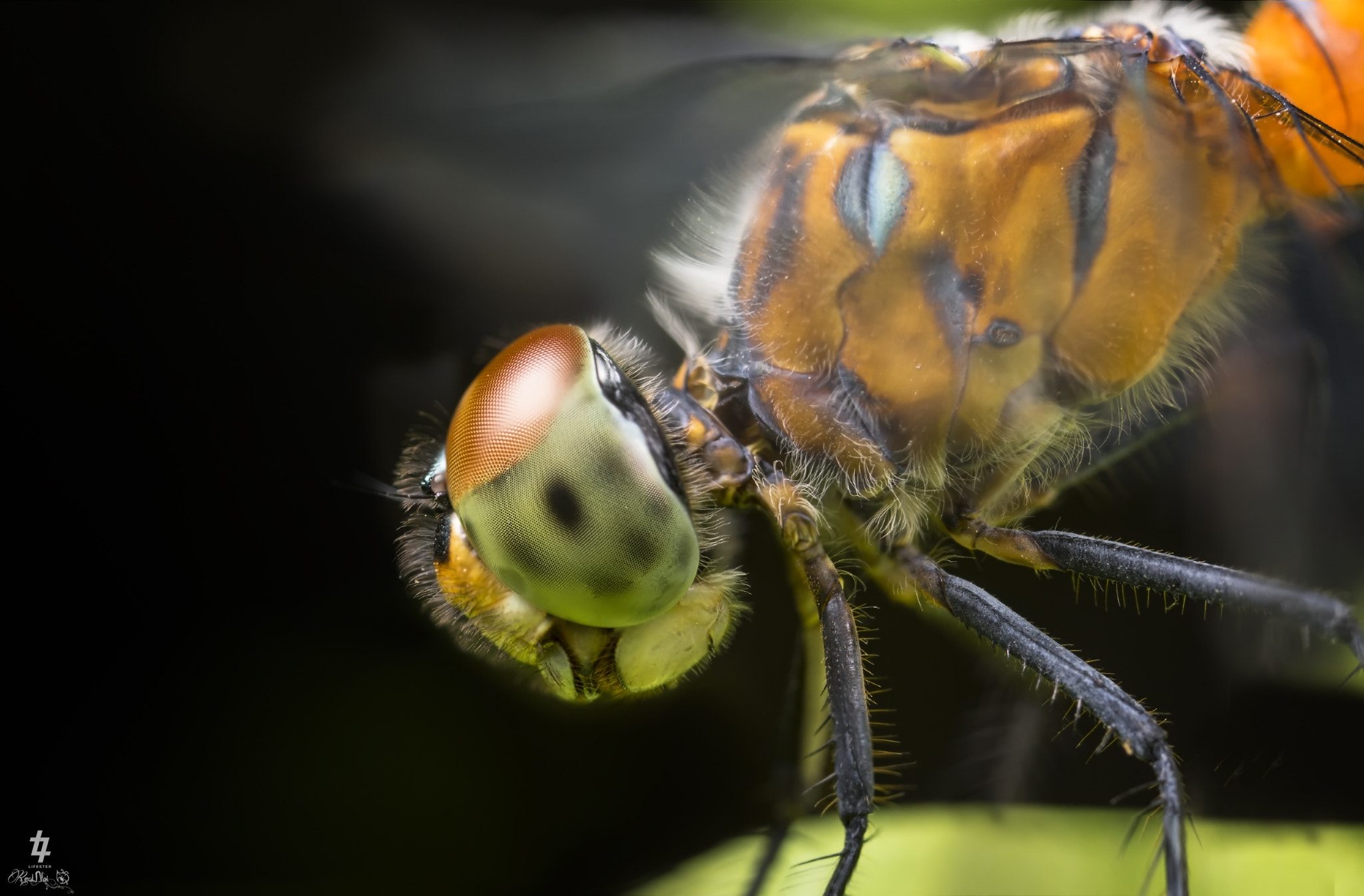 Canon MP-E 65mm F2.5 1-5x Macro Photo sample photo. Dragonfly photography