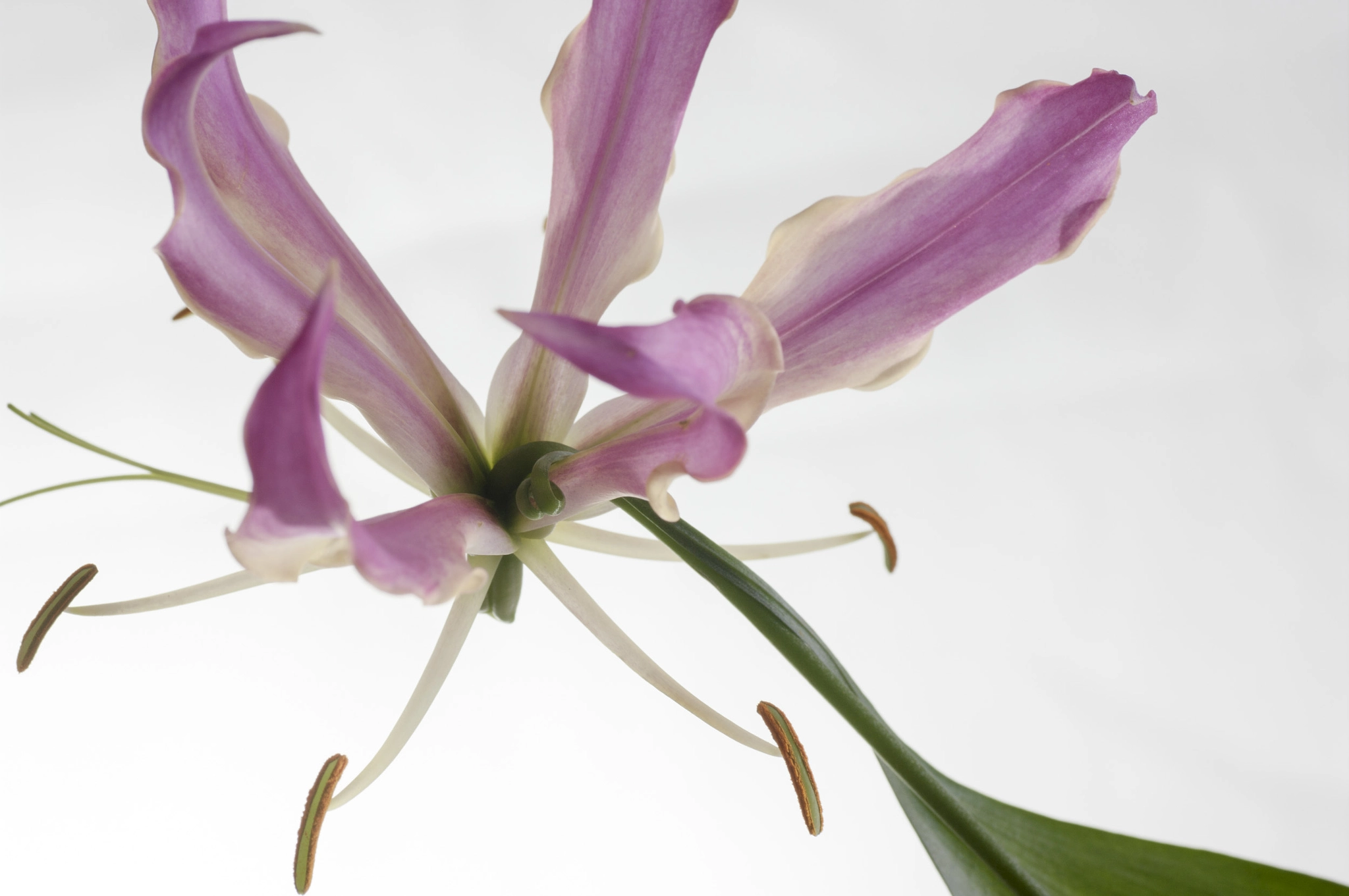 Pentax K-7 sample photo. Flower photography