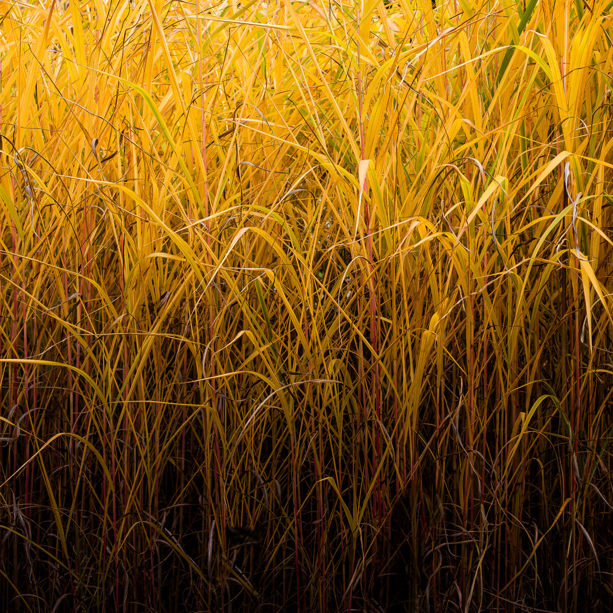 Pentax smc D-FA 50mm F2.8 Macro sample photo. Automn photography