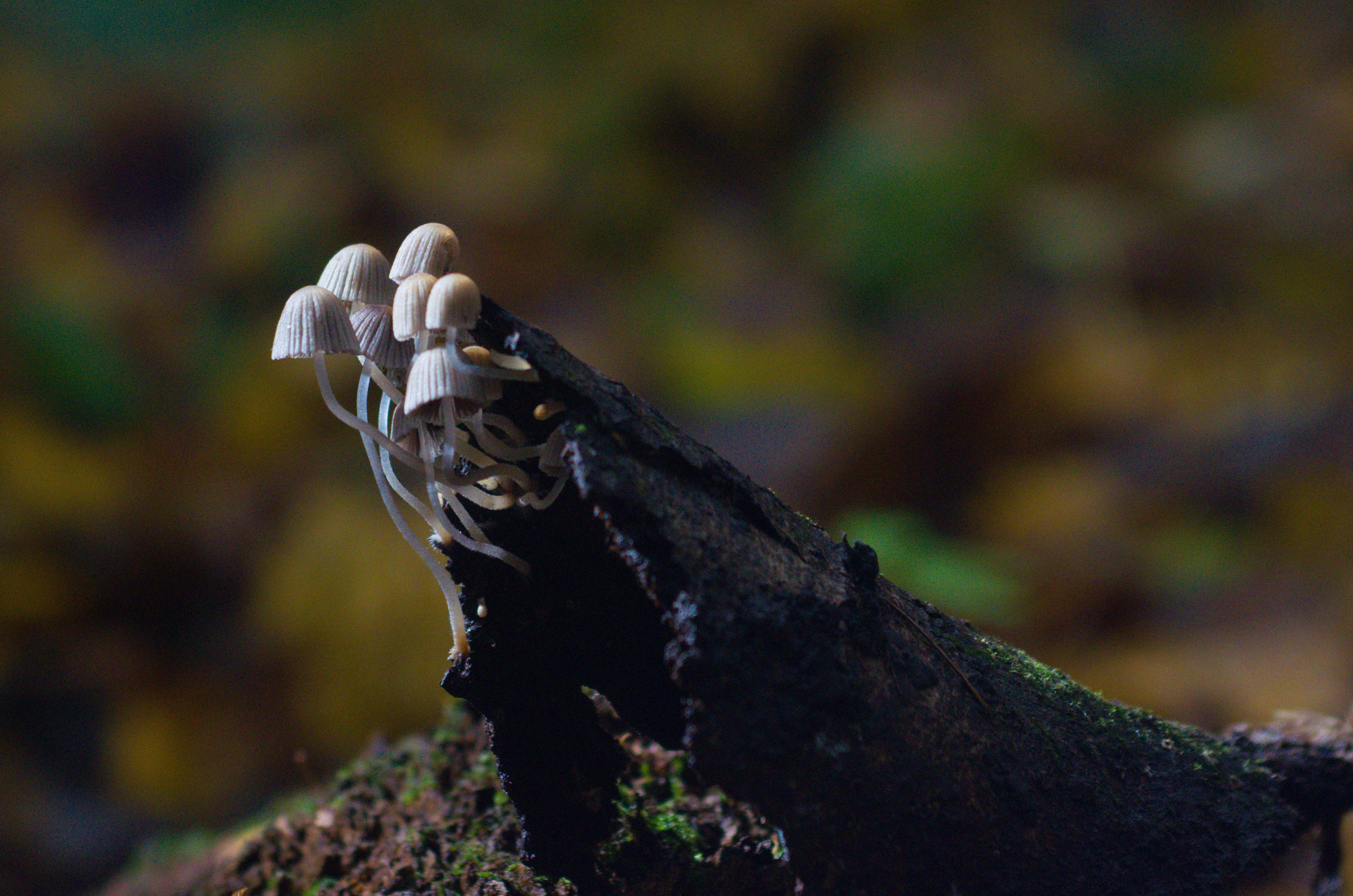 Nikon D7000 + AF Zoom-Nikkor 35-70mm f/2.8D sample photo. Mushrooms photography