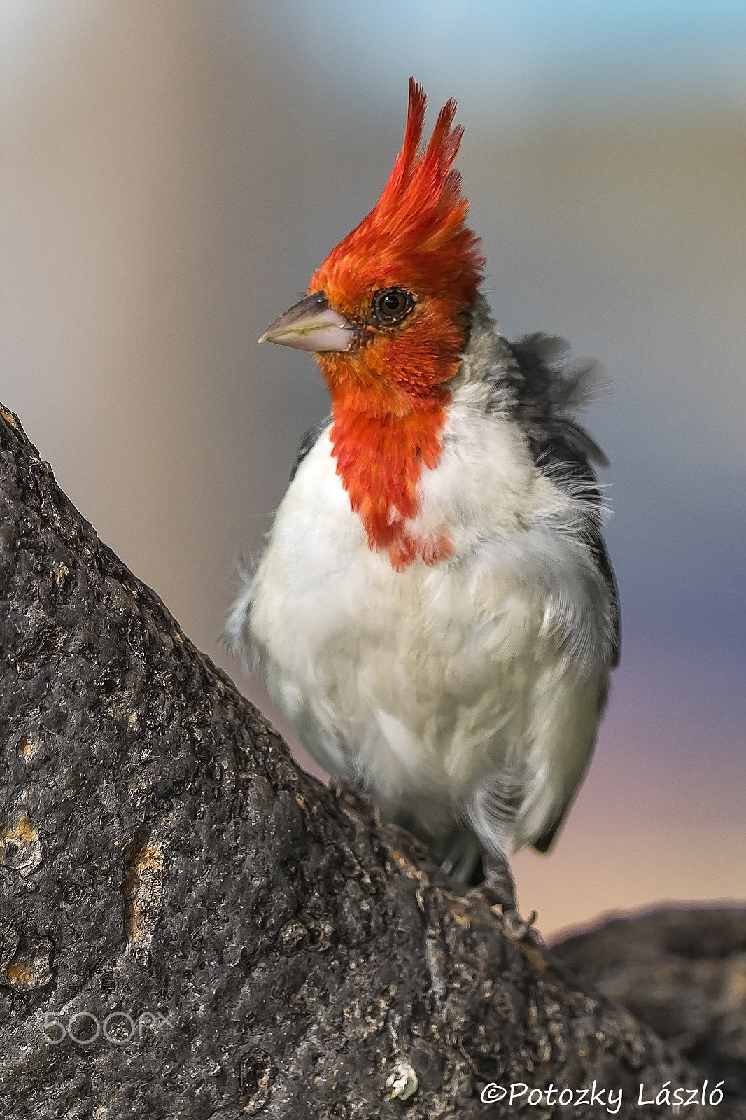 OLYMPUS M.300mm F4.0 sample photo. Red-crested cardinal photography