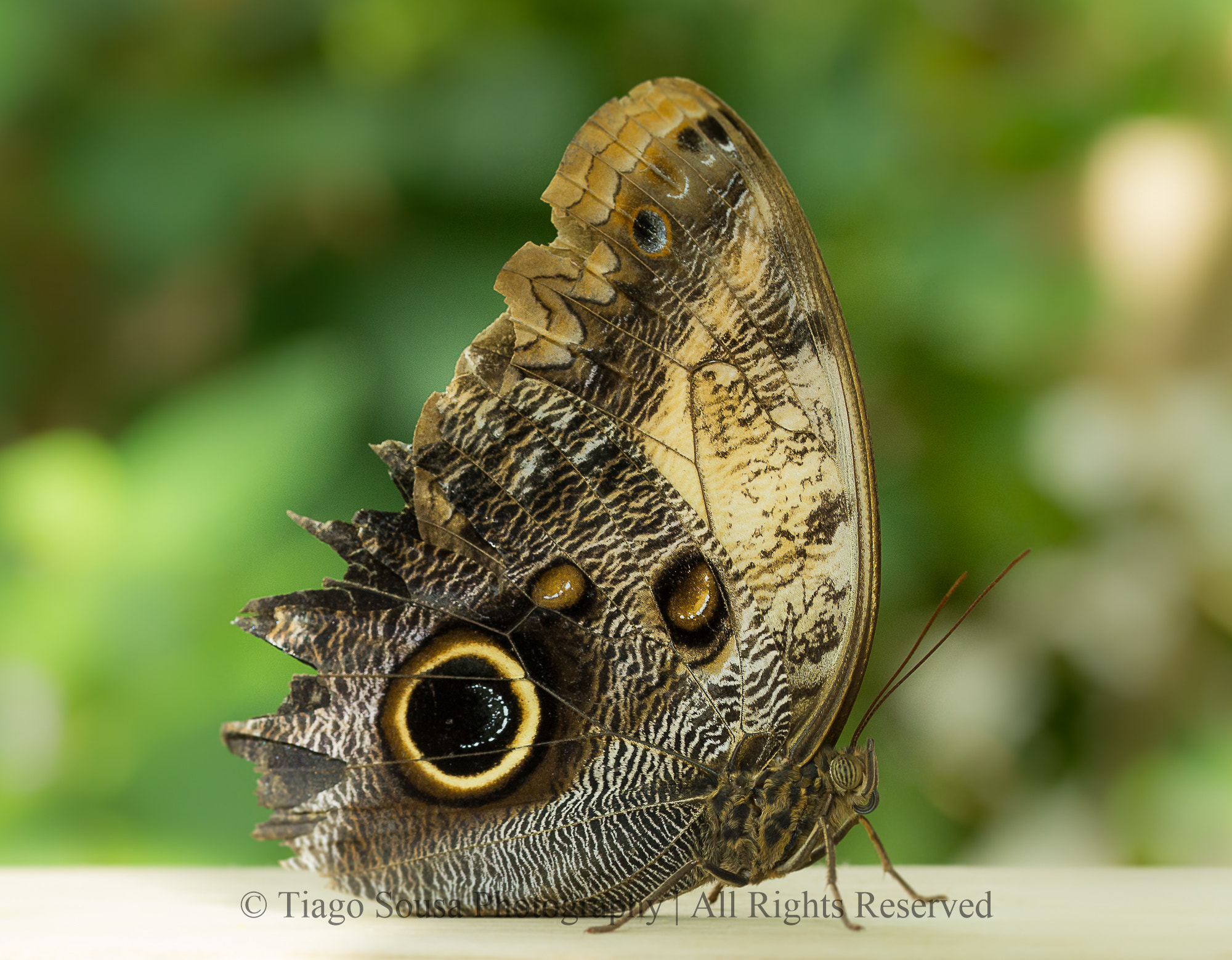 Sigma 105mm F2.8 EX DG OS HSM sample photo. All seeing eye photography