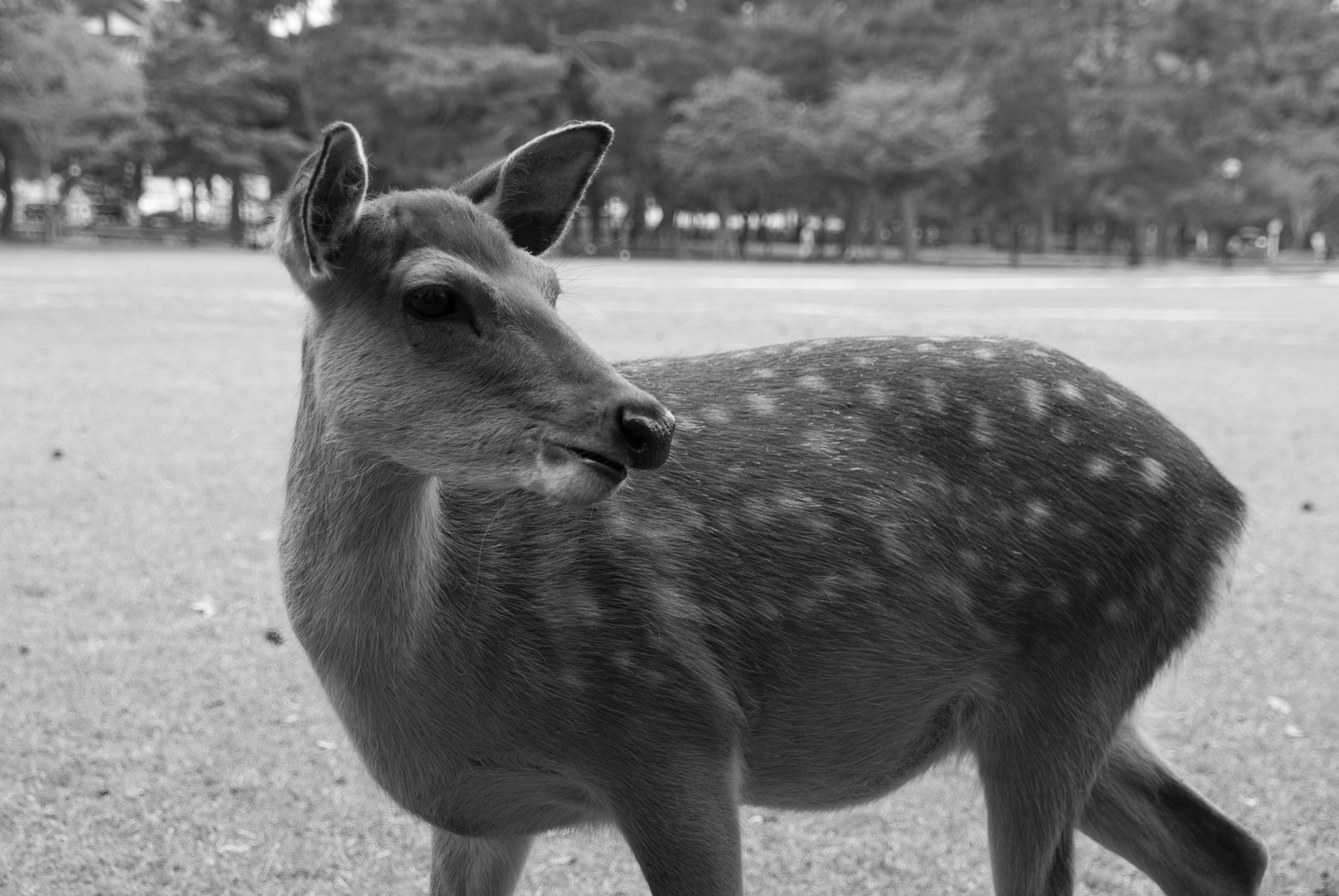 Nikon D60 sample photo. The famous deers in nara photography