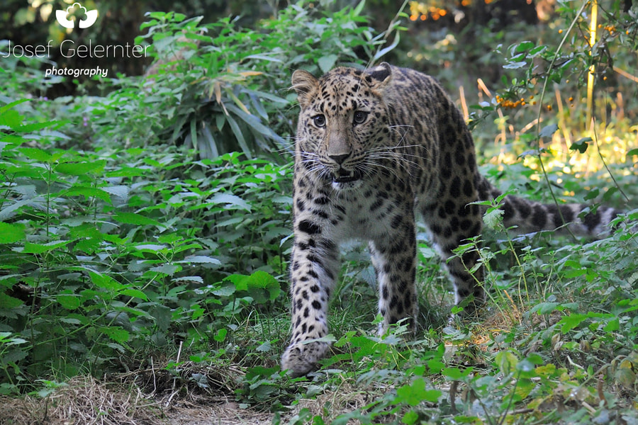 Nikon D3S sample photo. Jungle leopard photography