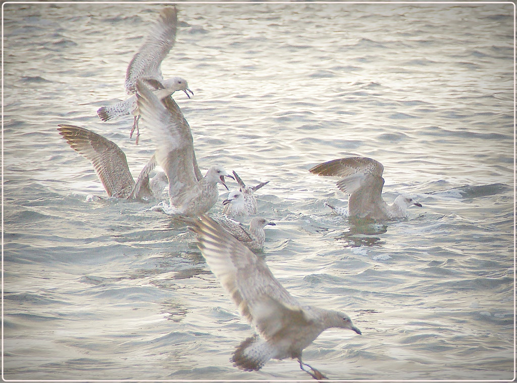 Sony Alpha DSLR-A290 sample photo. The fight photography