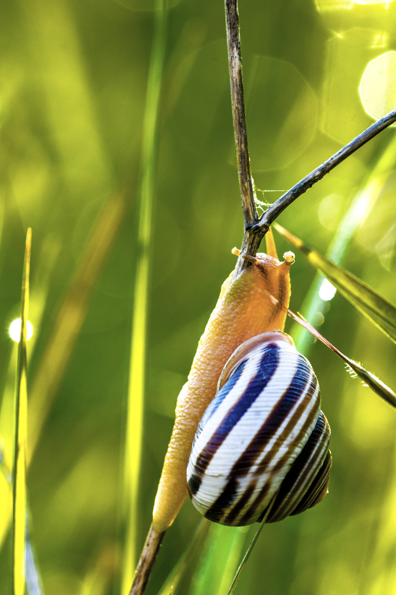 Nikon D7100 + Sigma 150mm F2.8 EX DG OS Macro HSM sample photo. Snail photography