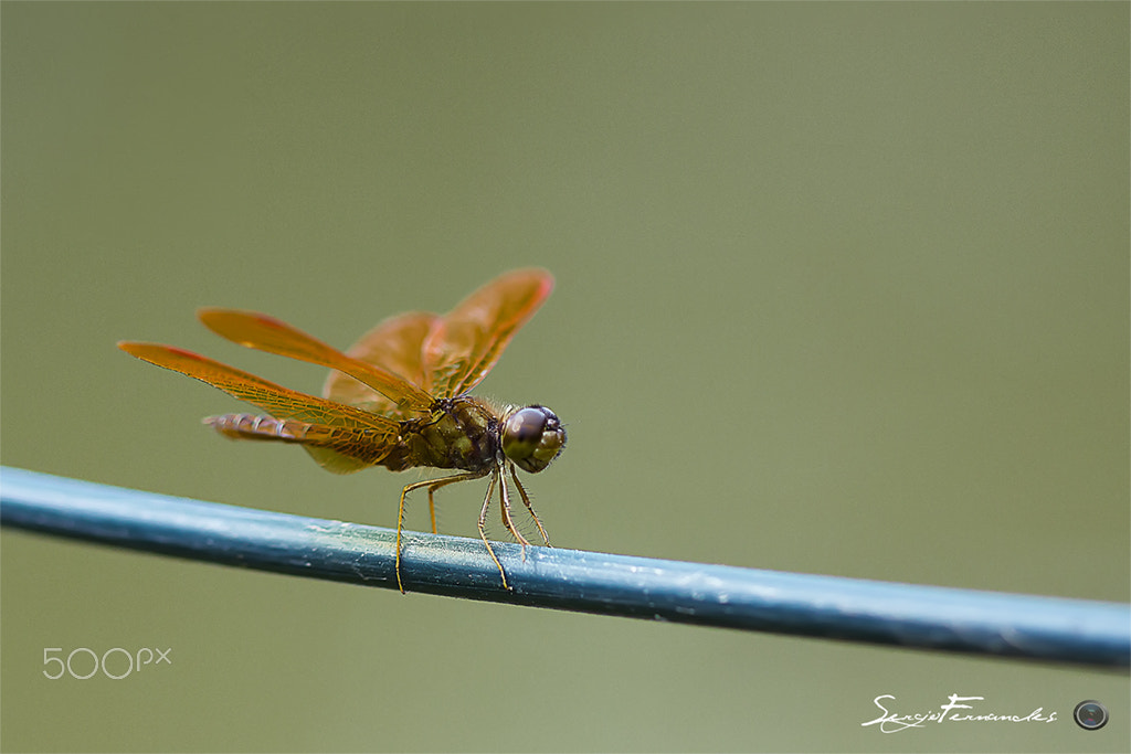 Canon EF 100mm F2.8 Macro USM sample photo. Libélula no fio photography