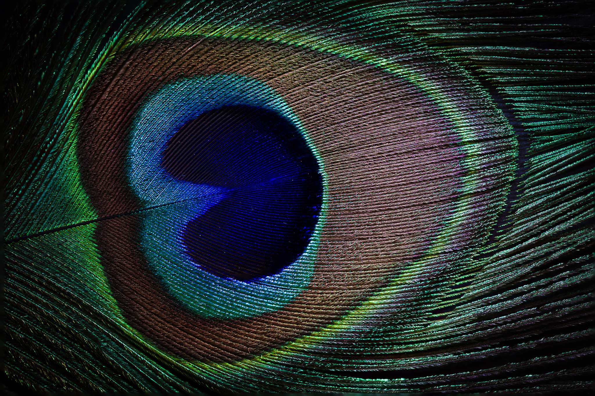 Sony a6000 + Sony FE 90mm F2.8 Macro G OSS sample photo. Eyespot photography