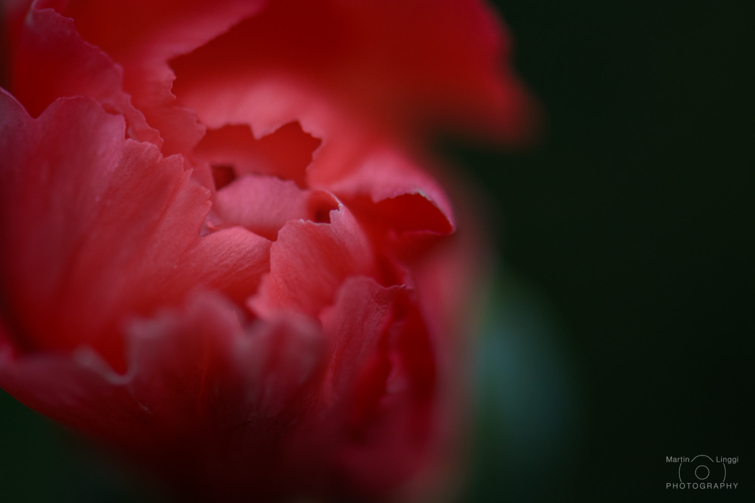 Nikon D5200 sample photo. Blooming carnation photography