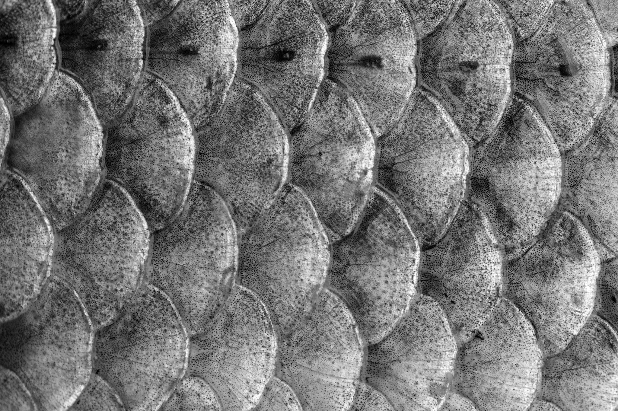 Pentax K200D + Tamron SP AF 90mm F2.8 Di Macro sample photo. Fish shell pattern photography