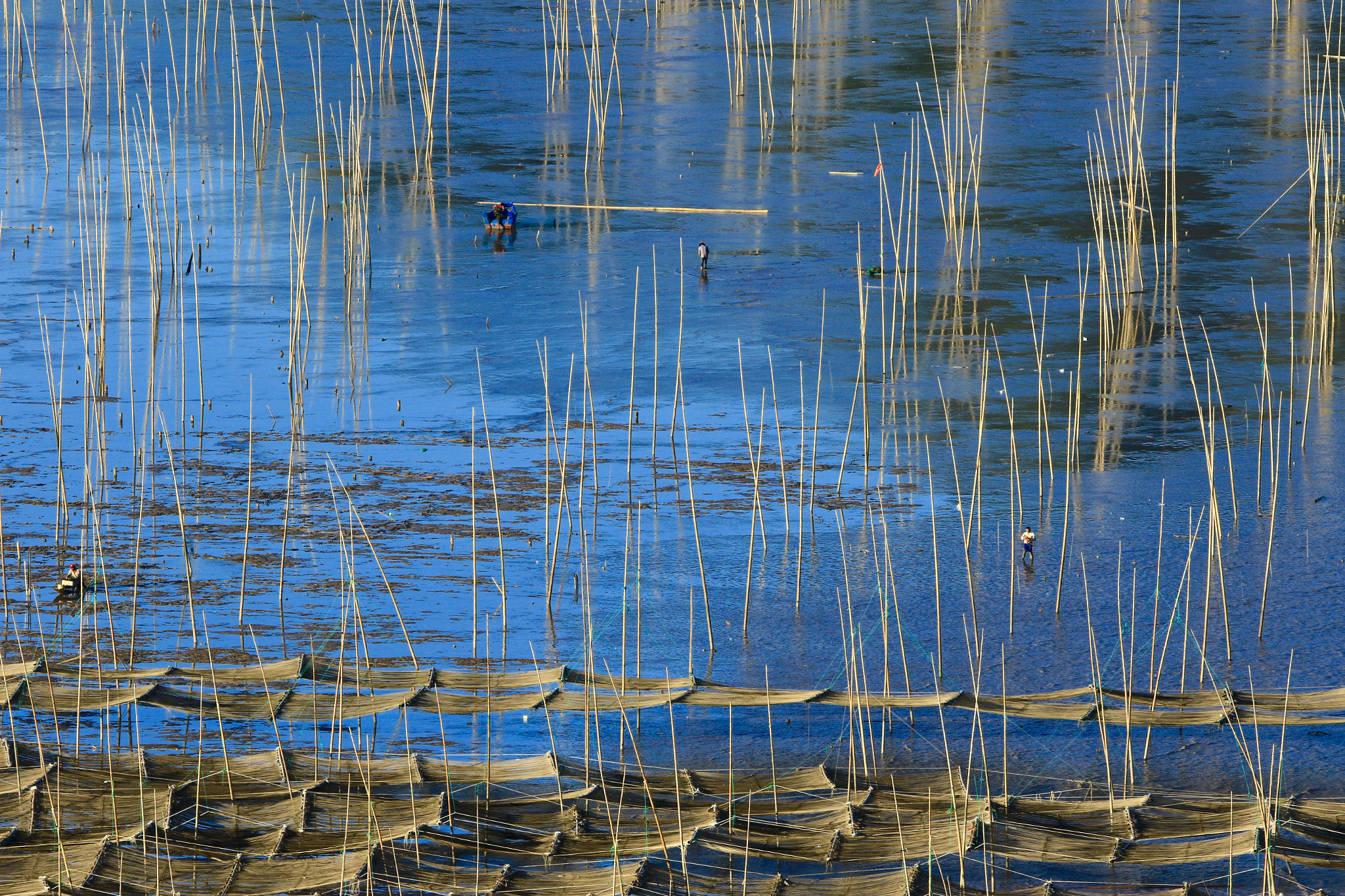 Canon EF 100-400mm F4.5-5.6L IS USM sample photo. 紫菜季 photography