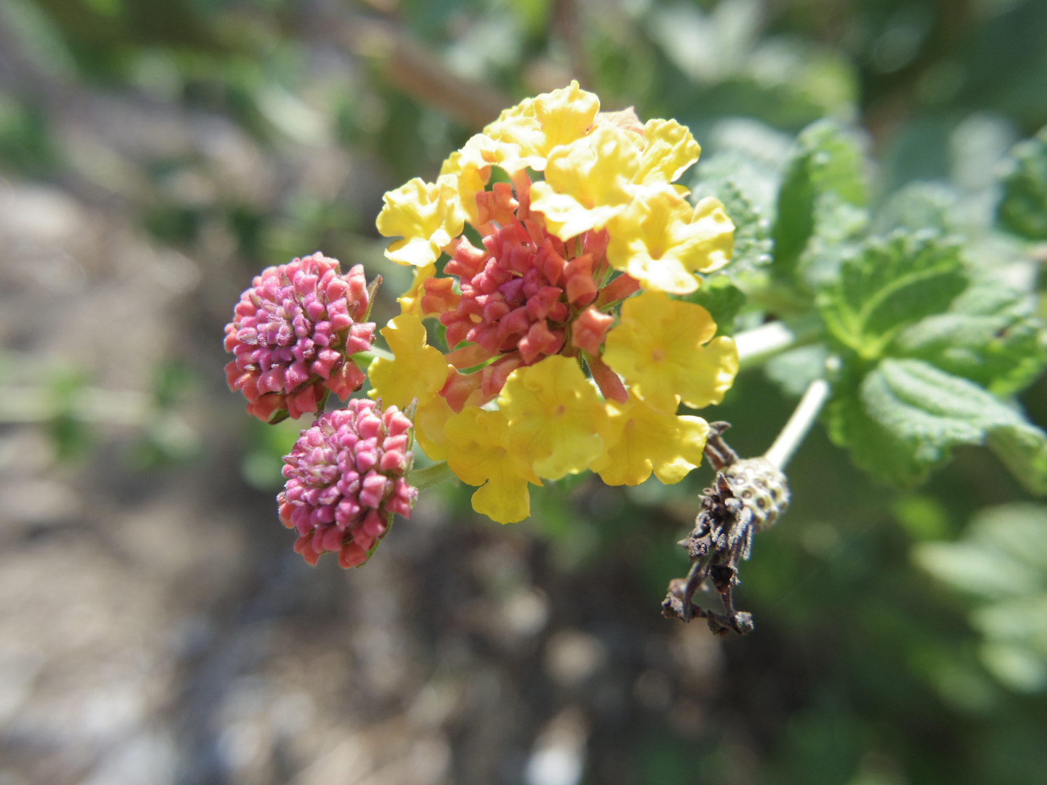 Pentax Q sample photo. Lantana, leros photography