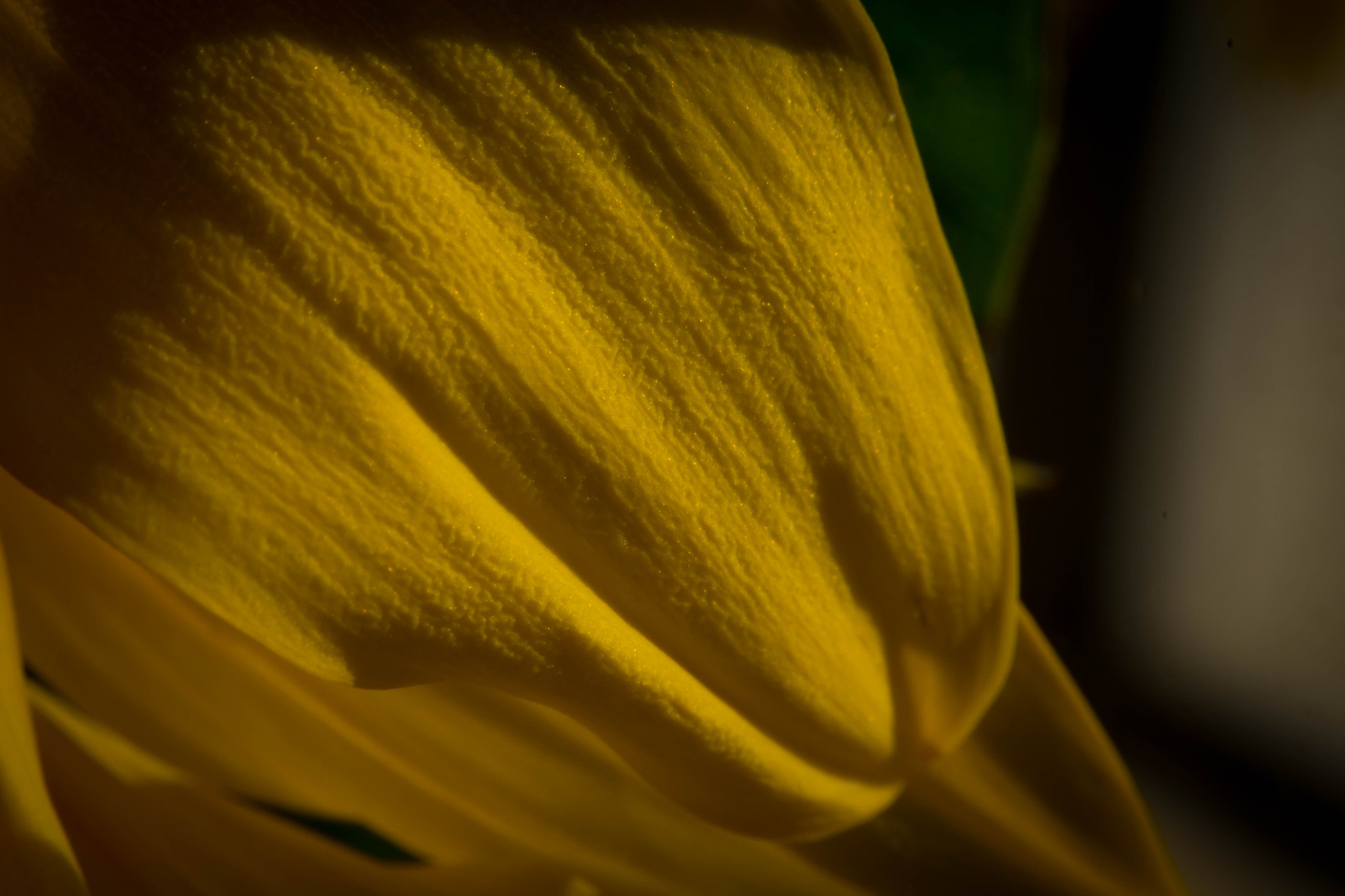 Sigma 28-300mm F3.5-6.3 DG Macro sample photo. Sunflower petal photography