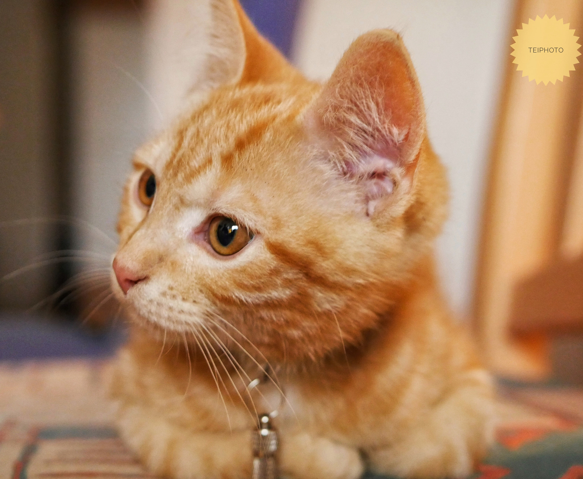 Panasonic Lumix DMC-GH4 + LUMIX G 25/F1.7 sample photo. Cat photography