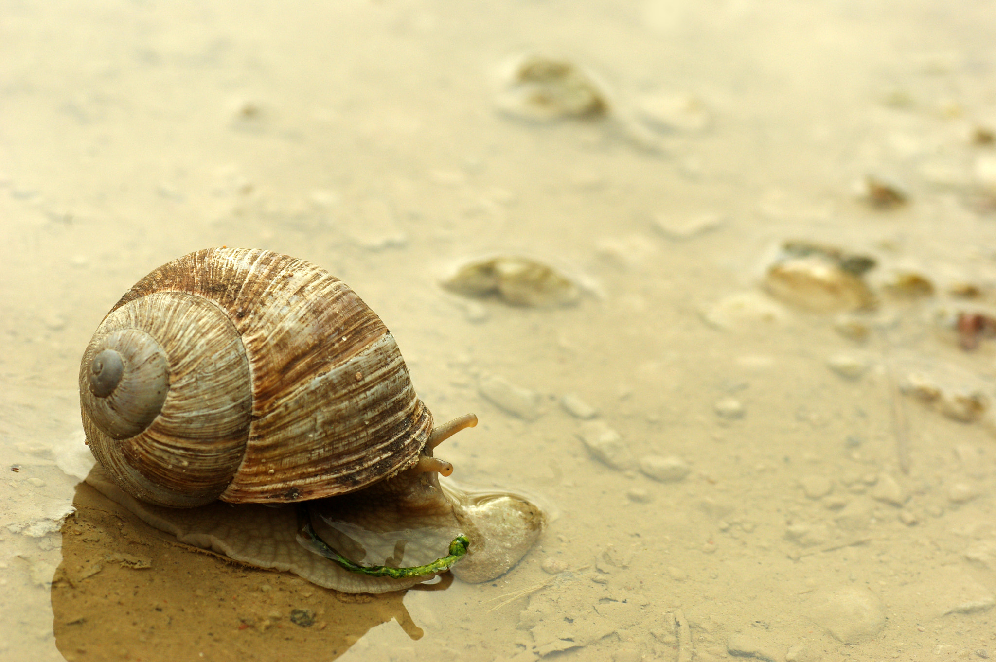 Pentax K200D + Tamron SP AF 90mm F2.8 Di Macro sample photo. Snail photography