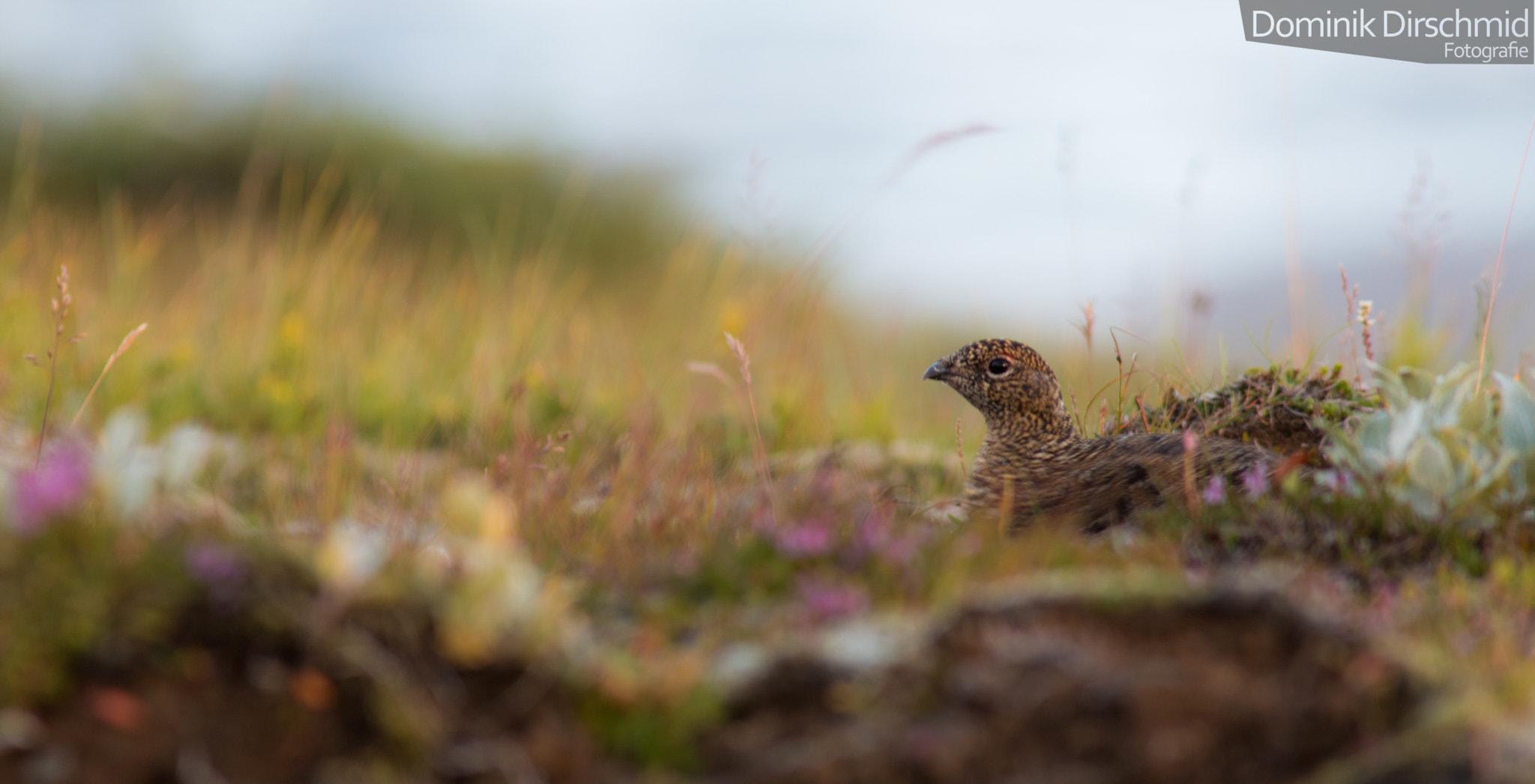 Canon EOS 70D + Canon EF 300mm F4L IS USM sample photo. Lagopus muta photography