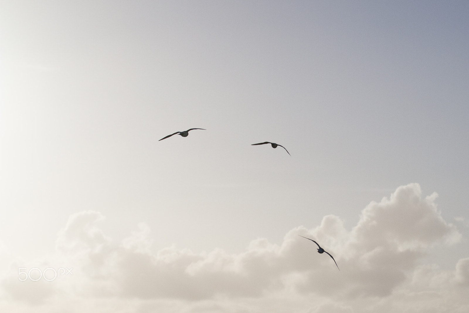 Tamron SP 35mm F1.8 Di VC USD sample photo. Birds in the sky photography