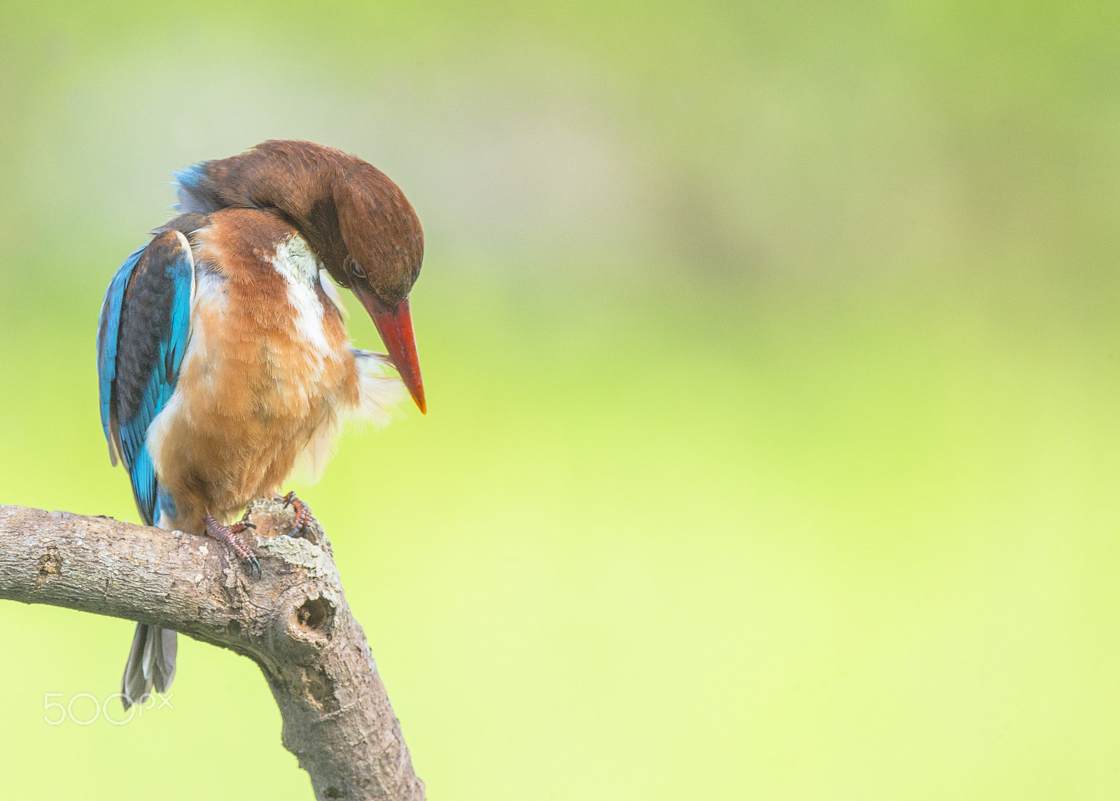 Canon EF 800mm F5.6L IS USM sample photo. Penguin-style kingfisher photography